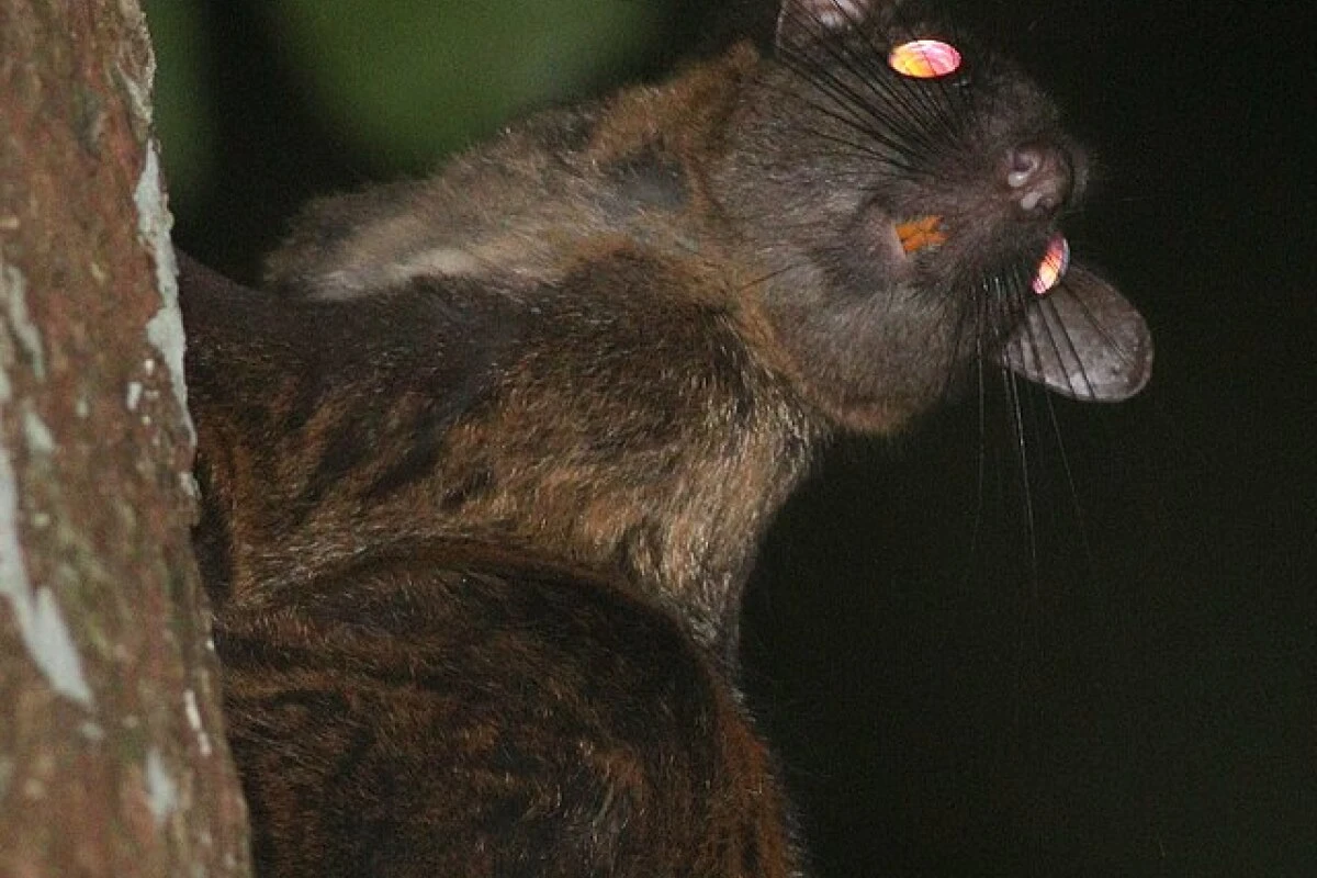 Dornschwanzhörnchen gehören zu den am wenigsten erforschten Säugetieren