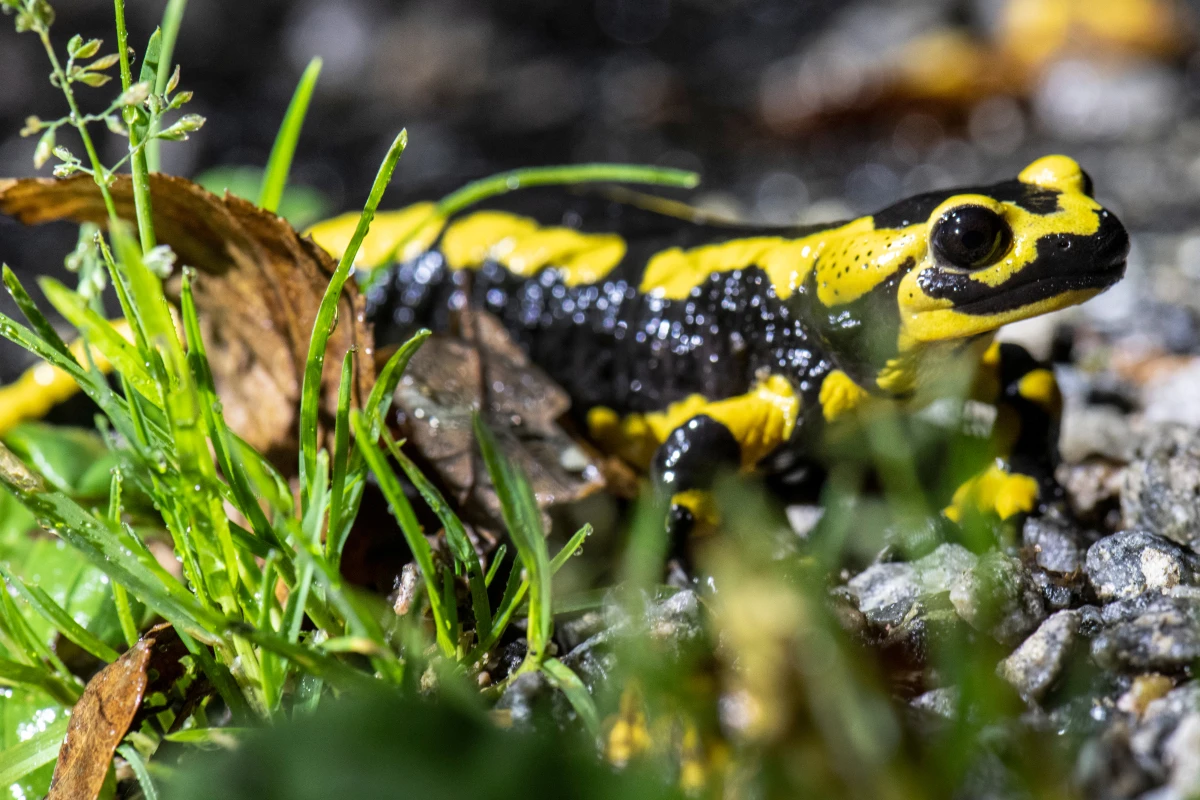 Die Studie wurde im Biosphärenpark Wienerwald durchgeführt