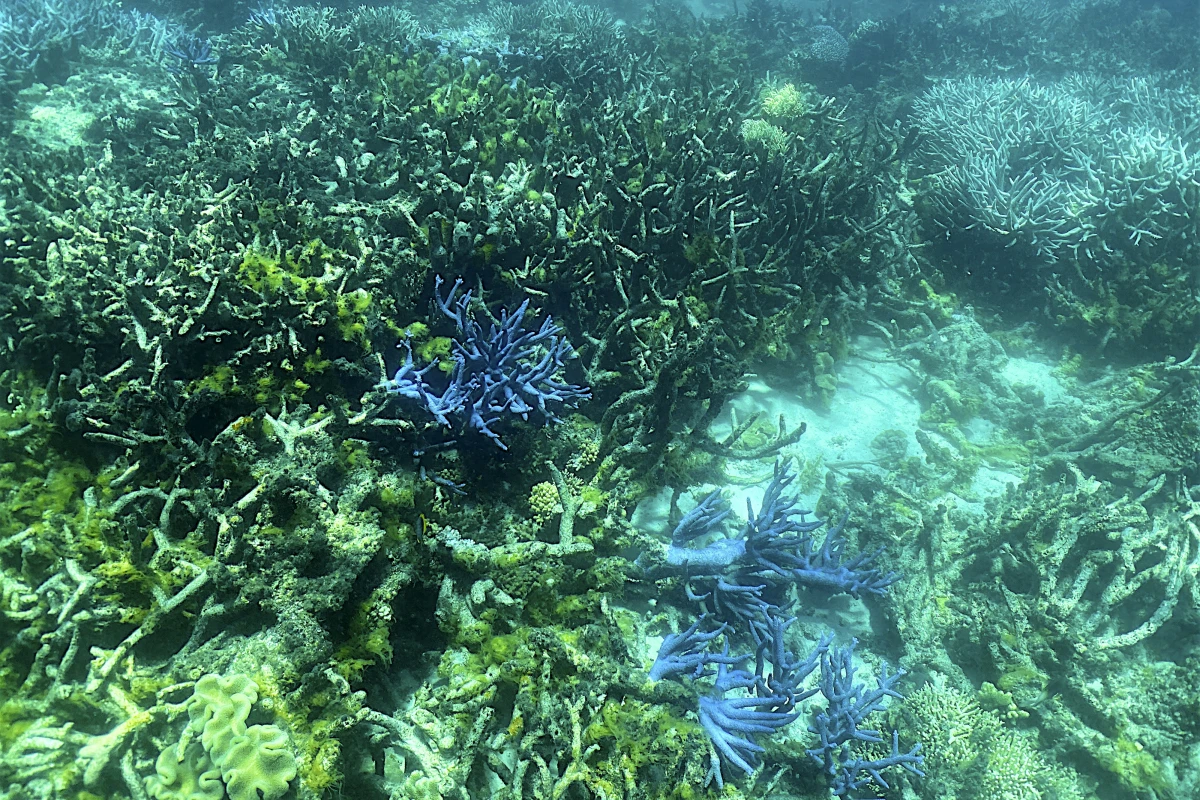 Arbeit in der Tiefsee verändert deren Fauna komplett