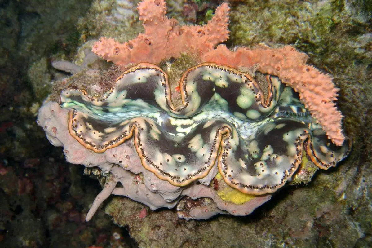 Verteilung von Weichtieren wie Riesenmuscheln hängt von Strömungen und Temperaturen ab