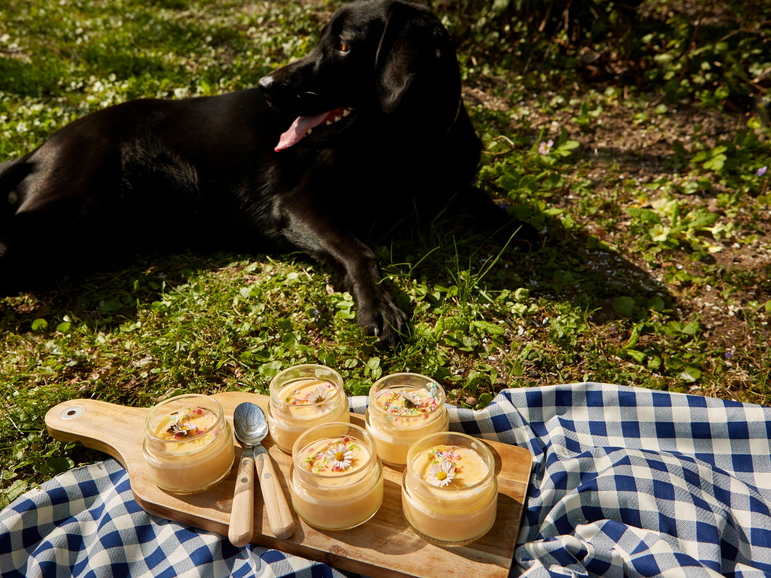 Pudding, immer wieder anders