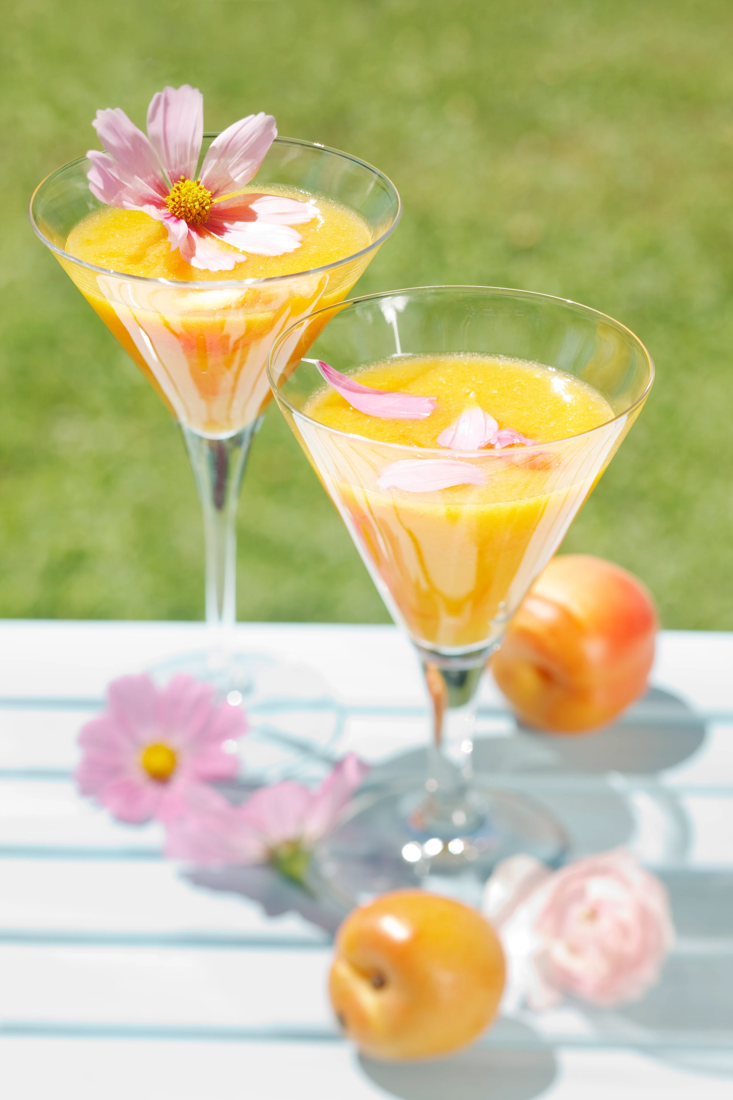 Marillenkaltschale Cosmea