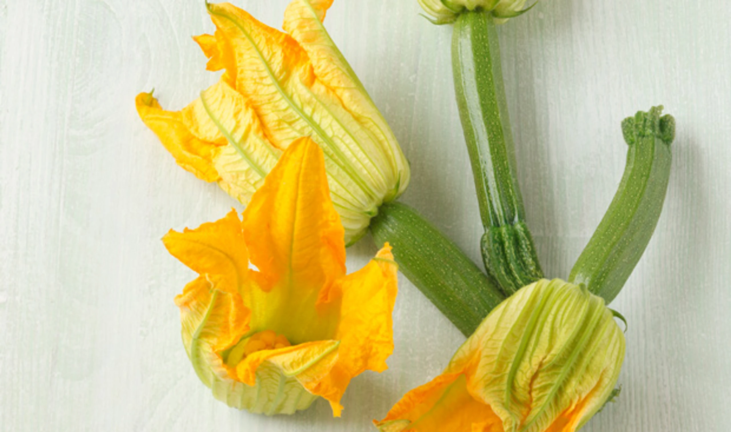 Zucchiniblüten oder Kürbisblüten im Tempurateig