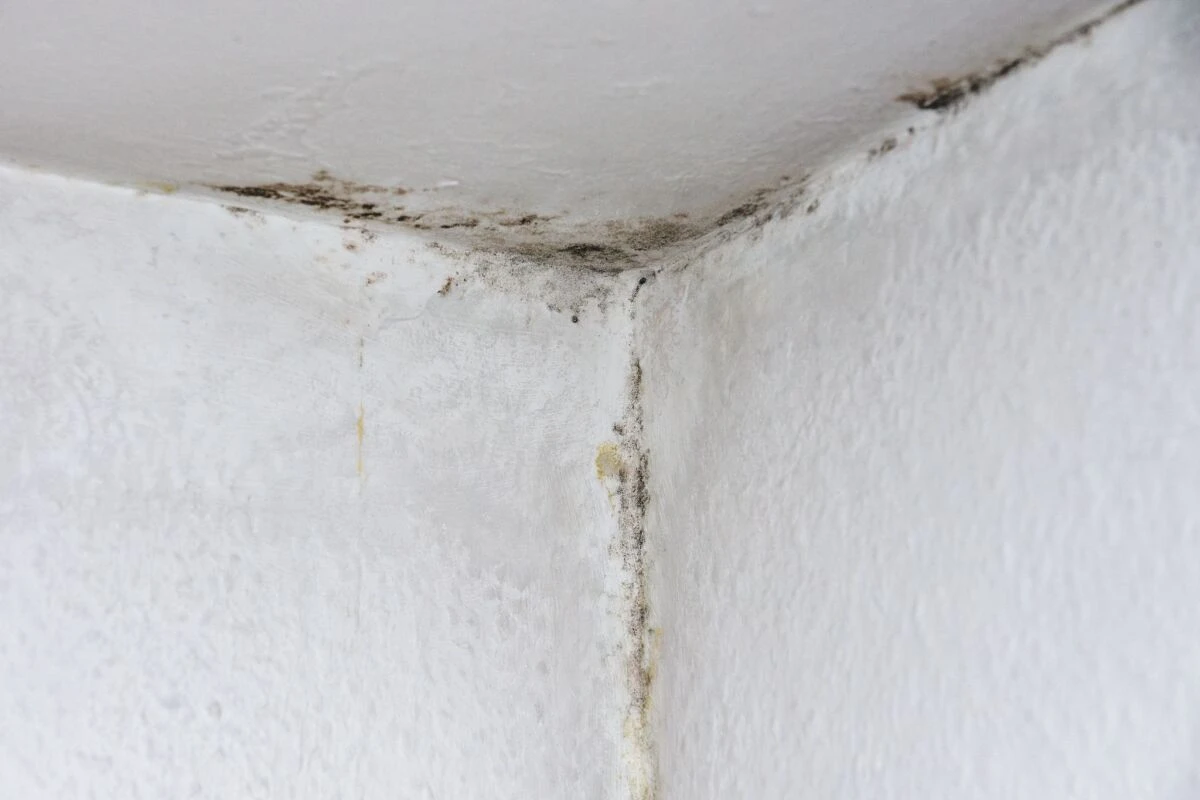 Schimmelsporen gibt es überall und das ganze Jahr über