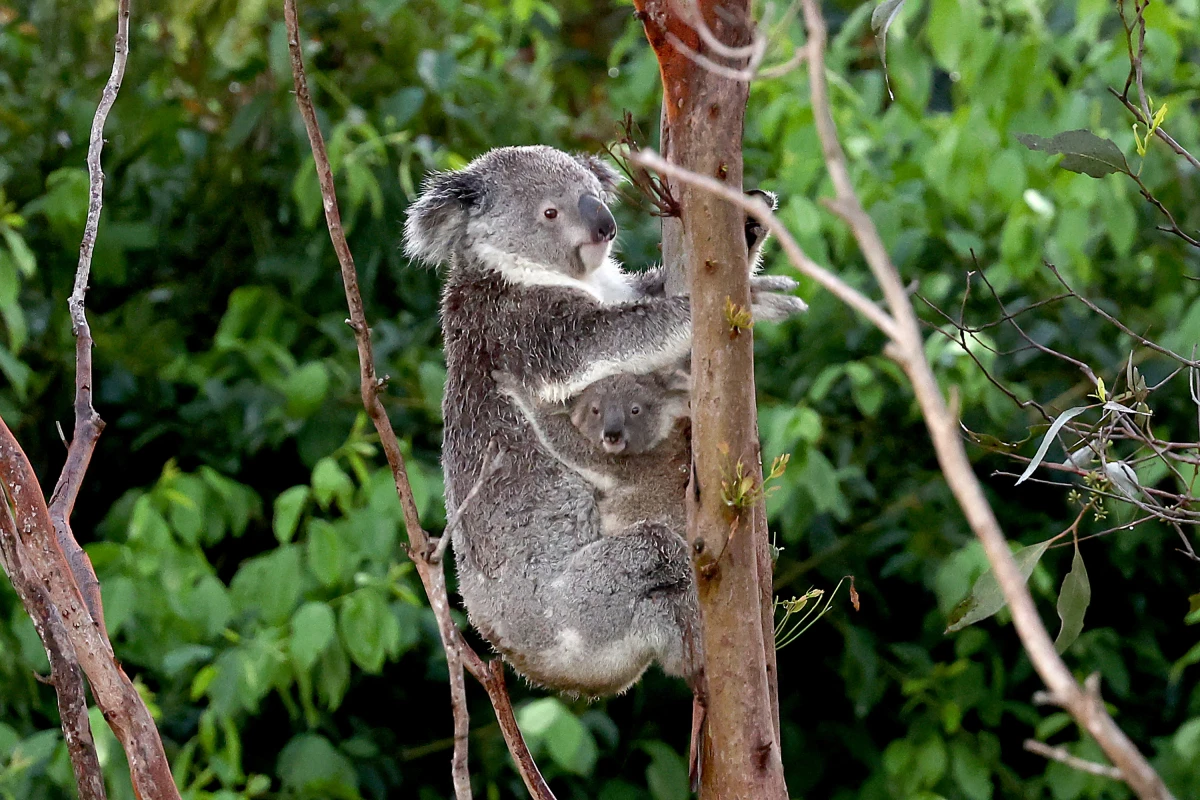 Für Koalas ist es in den Bäumen weit sicherer als am Boden