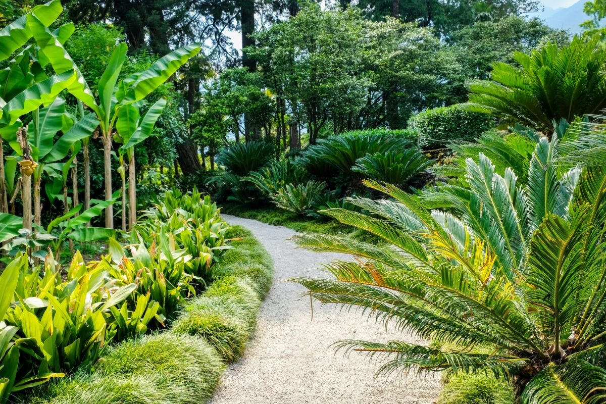 ++ ARCHIVBILD ++ Auf den Brissago-Inseln spaziert man vorbei an urzeitlichen Palmfarnen