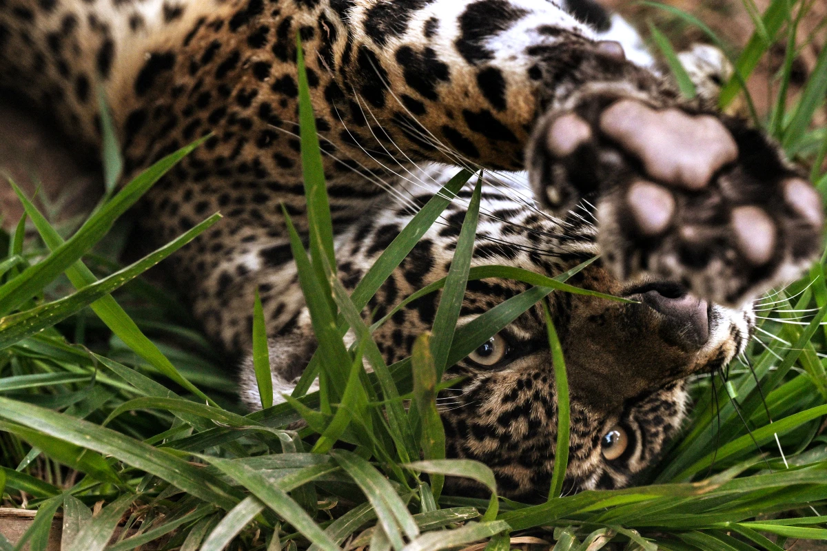 Die Jaguare ernähren sich in diesen Gebieten etwa von Fischen