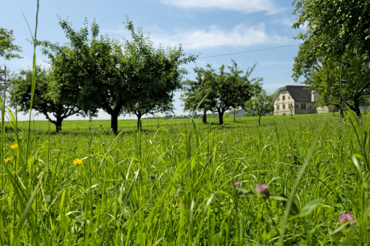 Streuobstwiesen sind ein Hotspot für Biodiversität