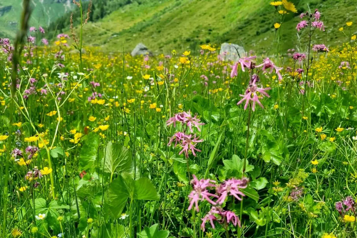 90 Freiwillige untersuchten die Artenvielfalt im Nationalpark.