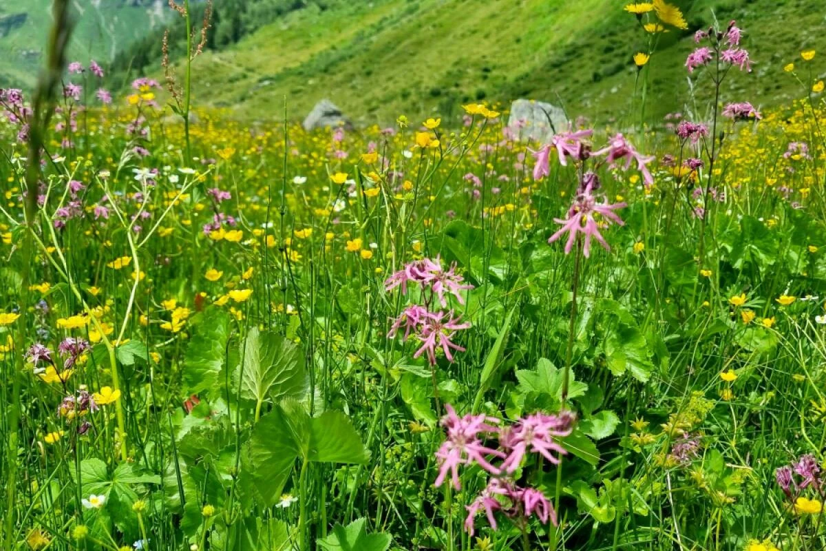 90 Freiwillige untersuchten die Artenvielfalt im Nationalpark.