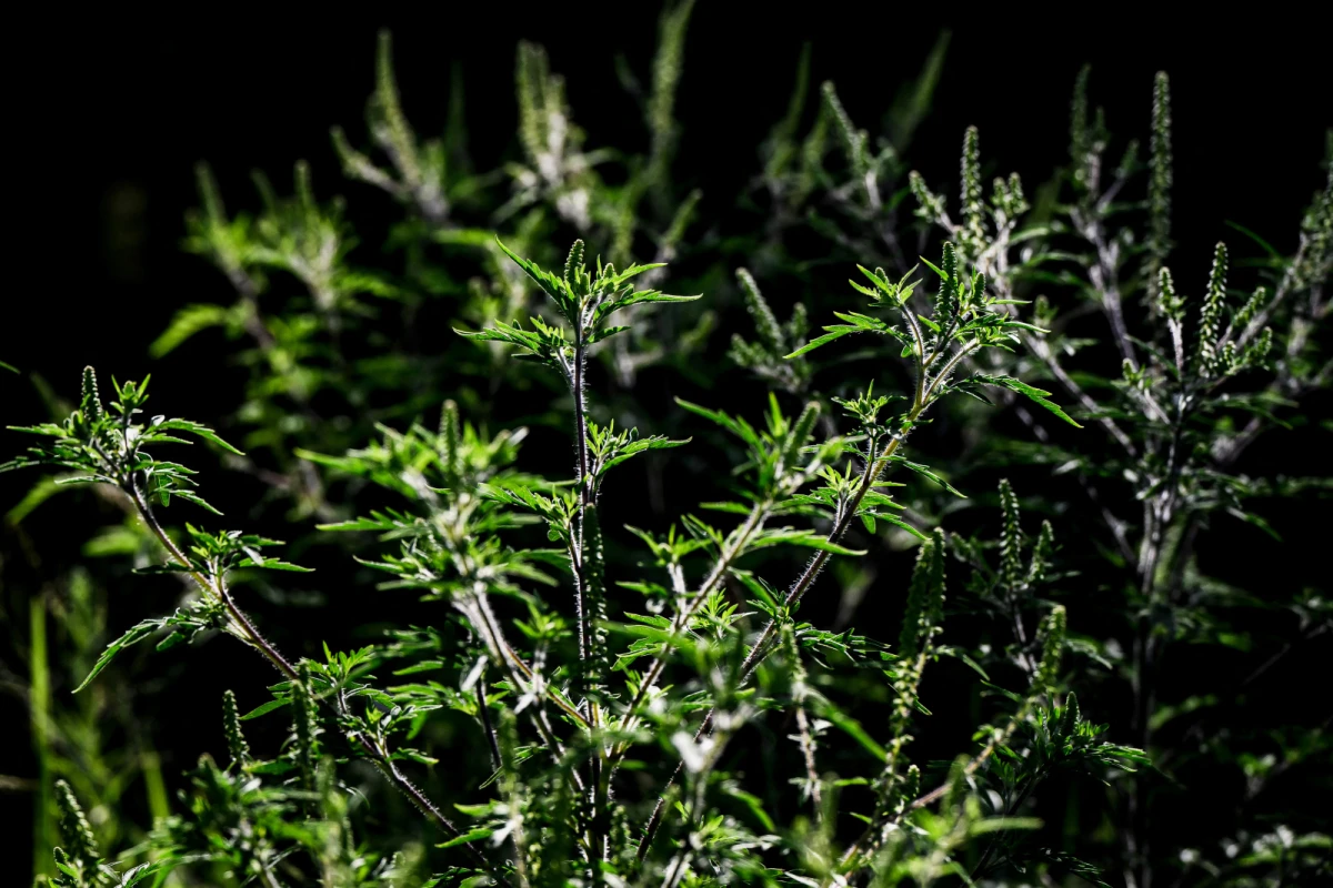 Die Pollensaison von Ragweed fällt heuer milder aus als im Vorjahr
