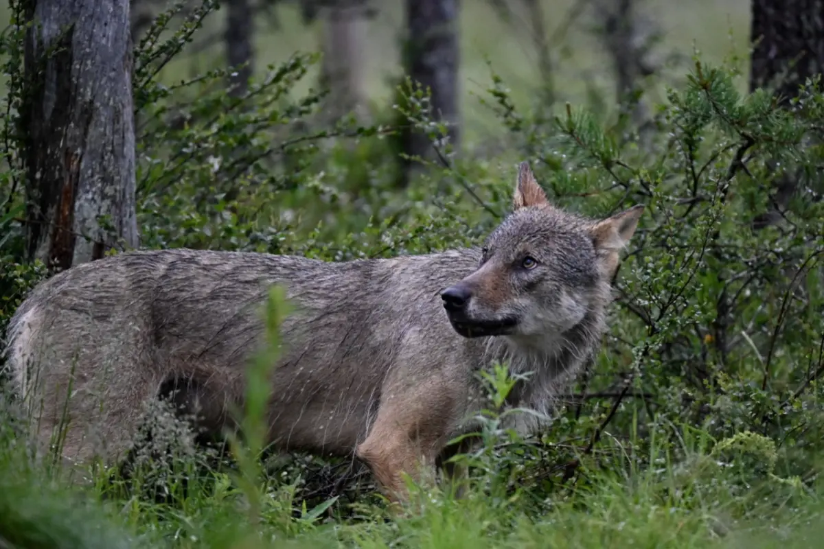 In Osttiol wurde ein Wolf erlegt