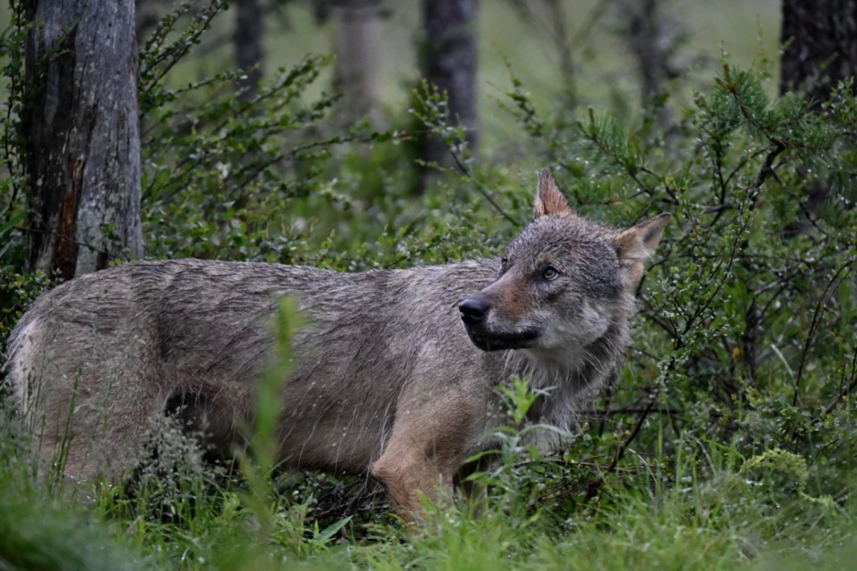 In Osttiol wurde ein Wolf erlegt