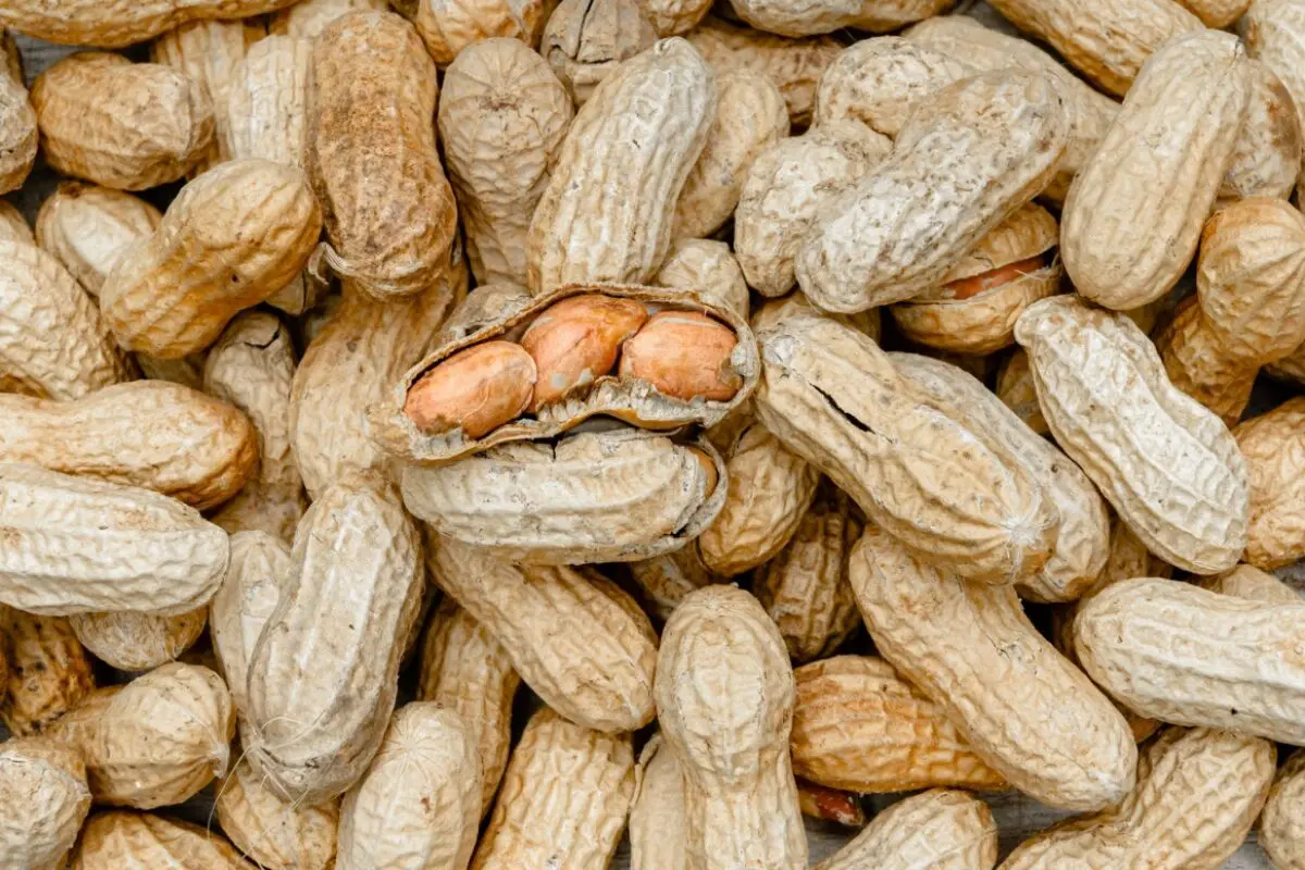 ++ ARCHIVBILD ++ Drei Prozent der Kinder in Industriestaaten mit Erdnussallergie