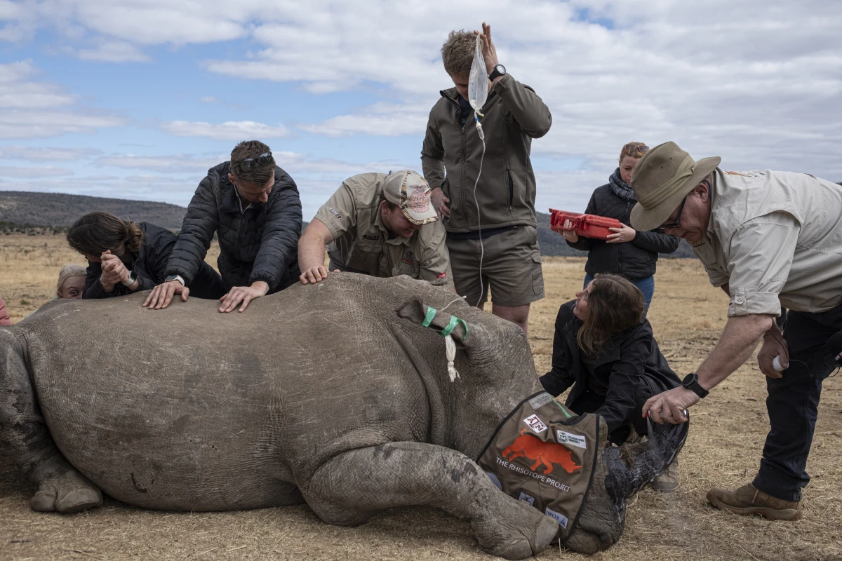Sediertes Nashorn erhält radioaktives Material verabreicht