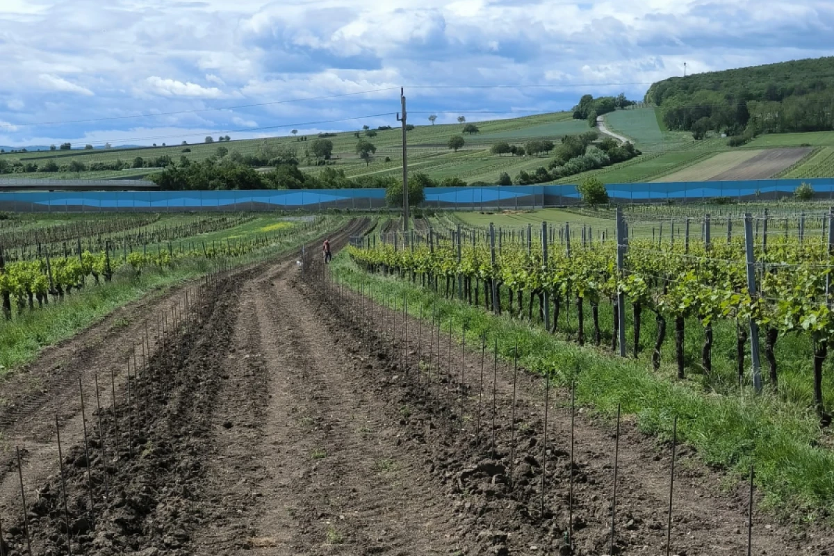 ++ HANDOUT ++ Forschung Burgenland testet Granulat auf Feld des Weinguts Hahnekamp-Sailer in Großhöflein