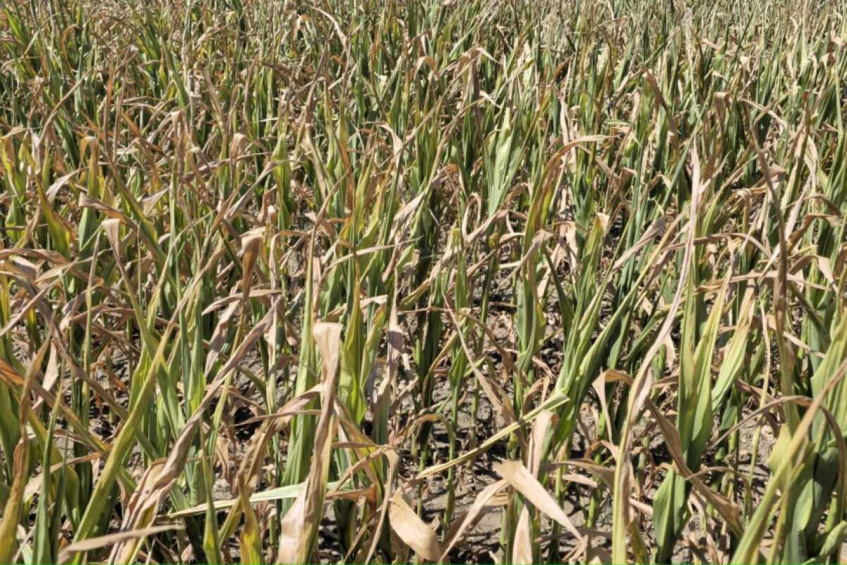 In der Landwirtschaft kann Trockenheit zu schlechten Ernten führen