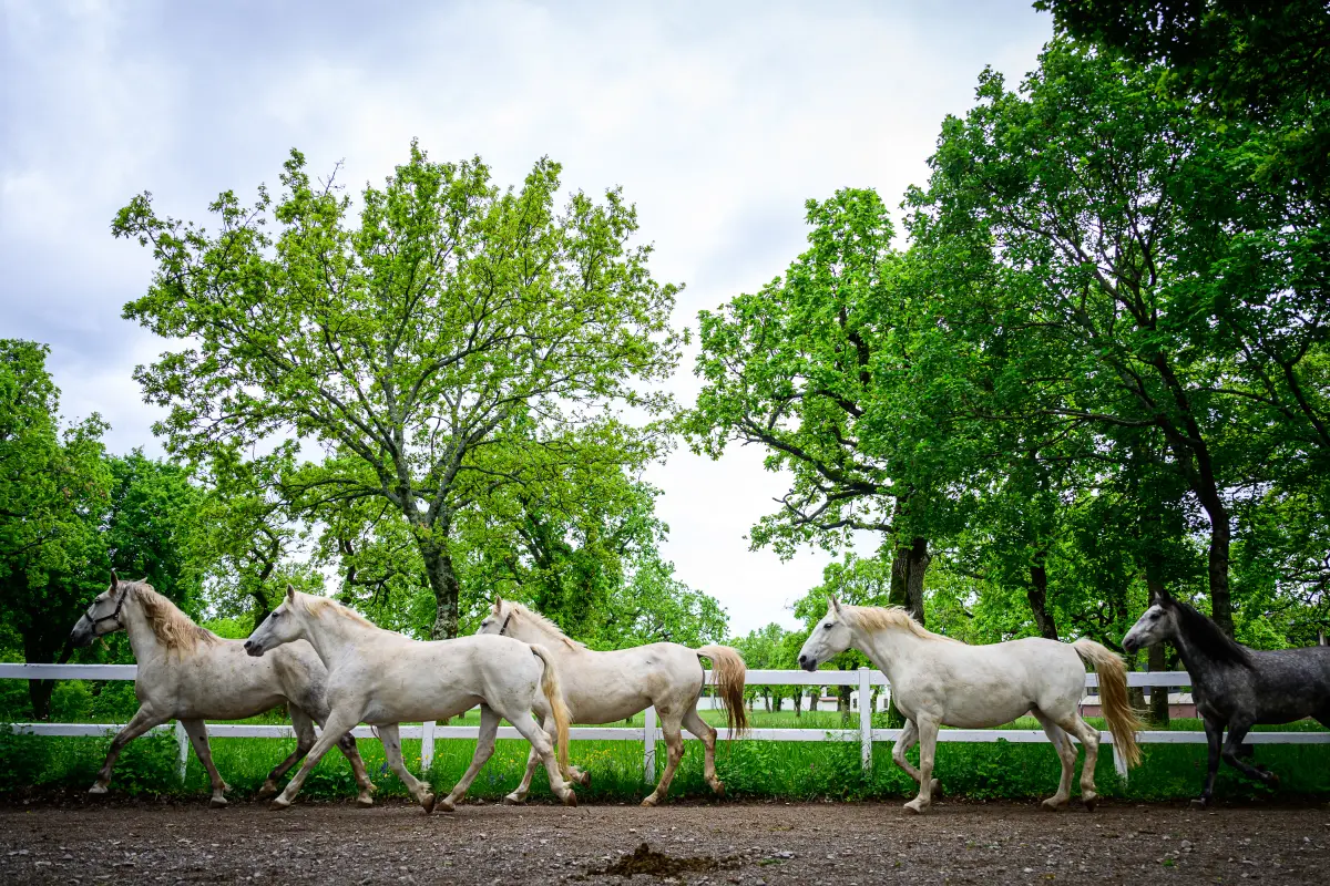 Auch bei den Lipizzanern ist ein hohes Risiko gegeben