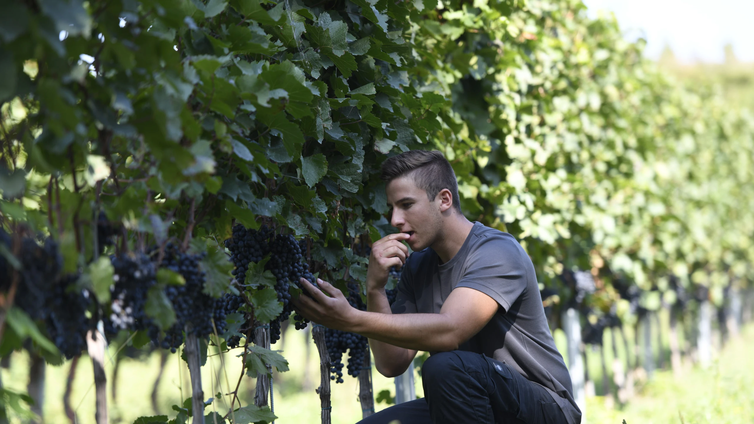 © Beigestellt Winzerhof Kiss