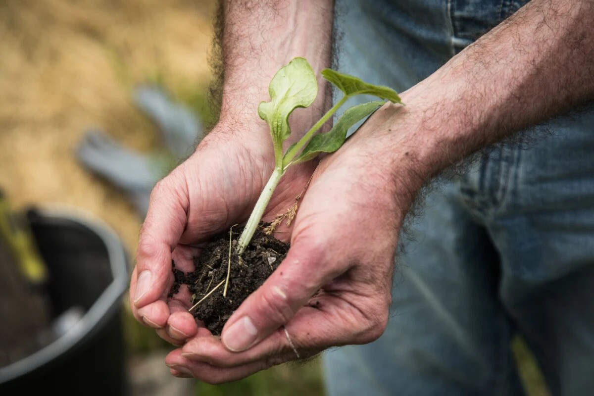 Für viele ist Gartenarbeit ein Ausgleich zum Alltag