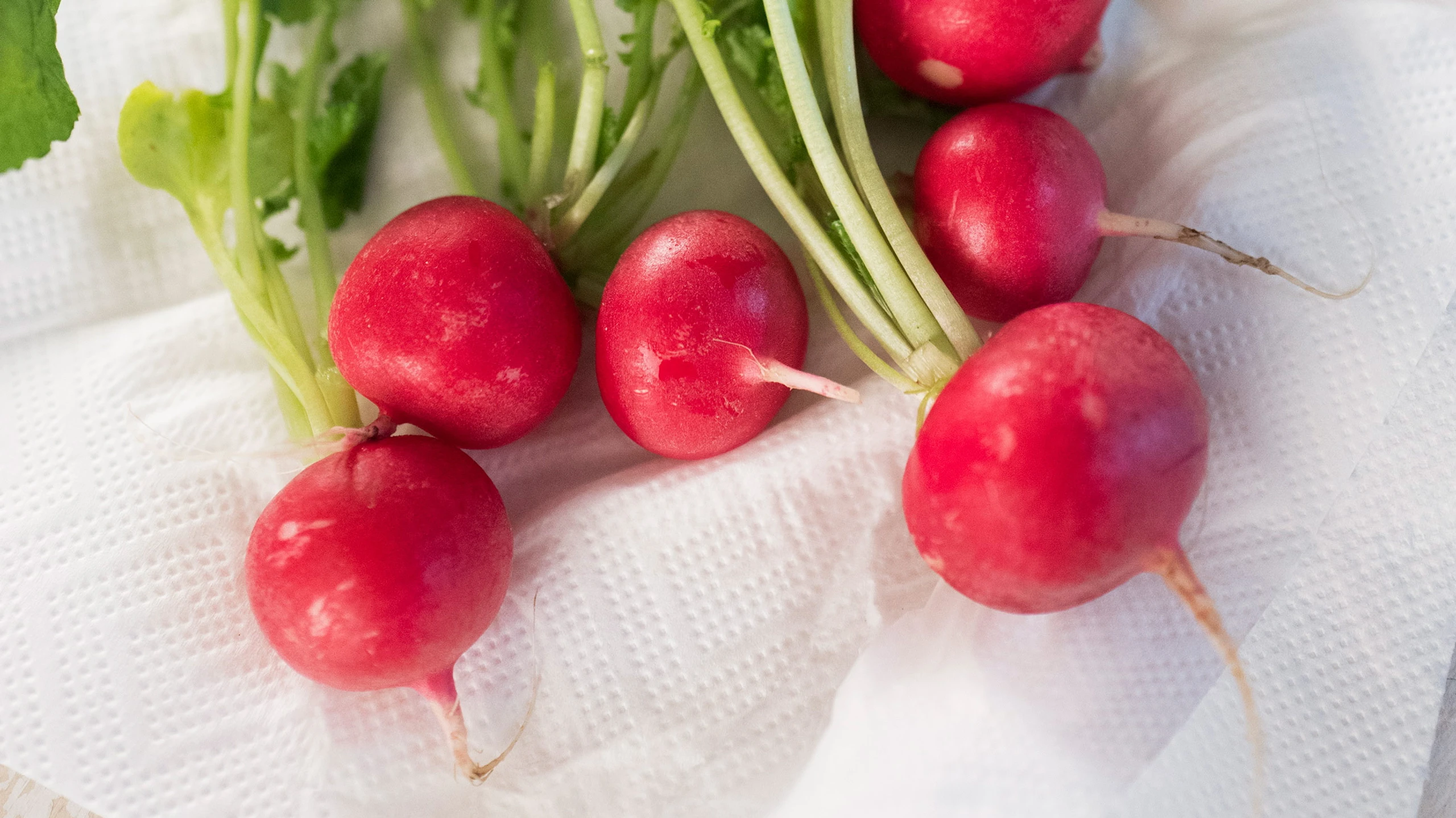© GUSTO / Ulrike Köb Radieschen
