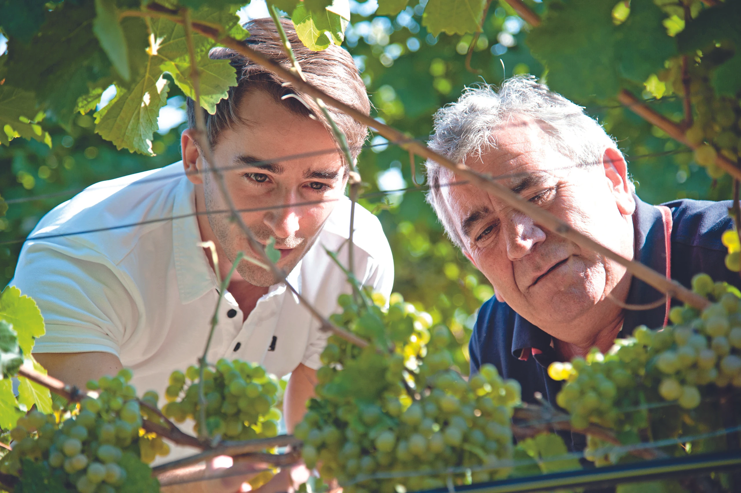 Weingut Gottfried Mittelbach in Rohrendorf