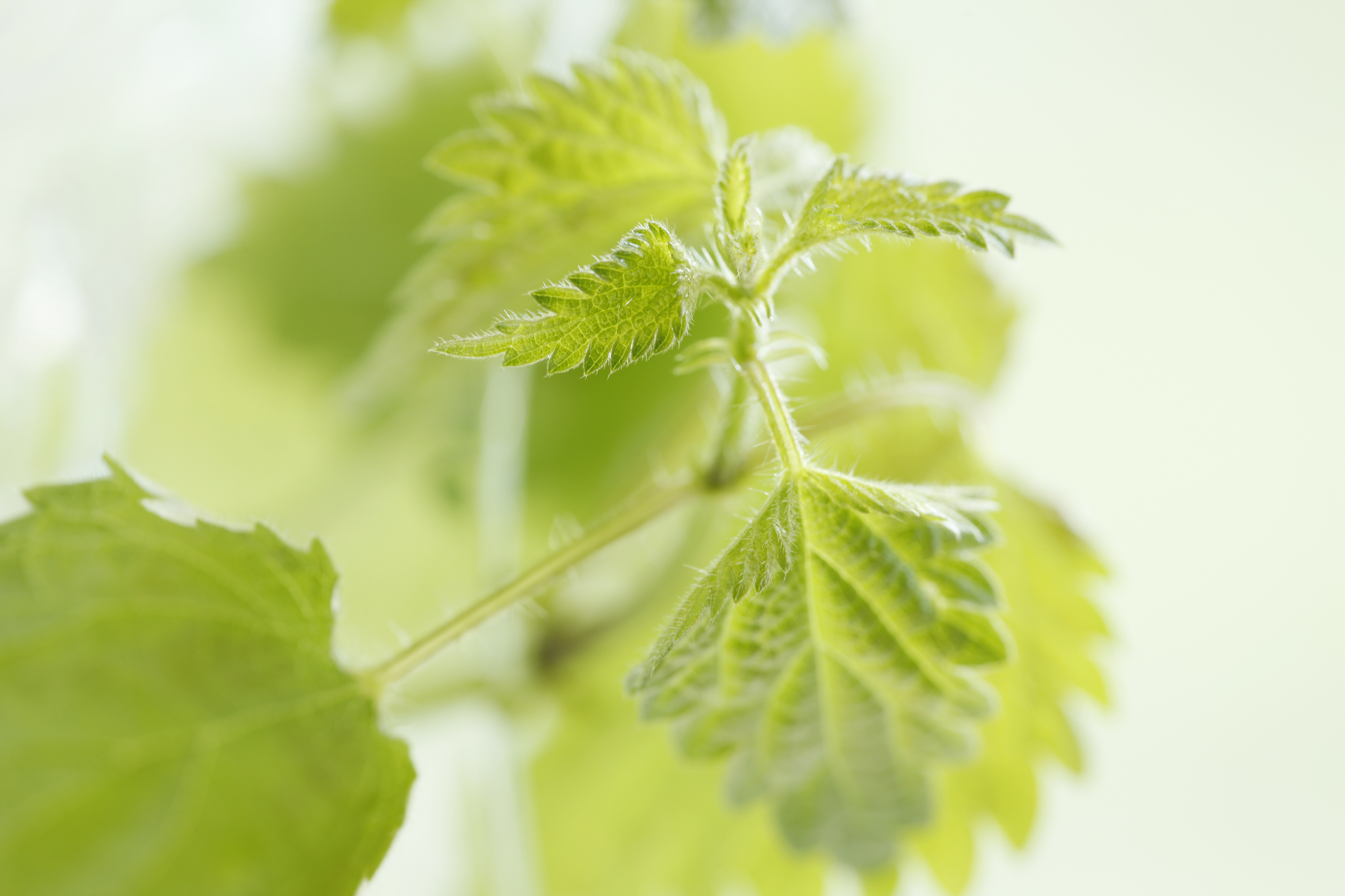 Blurred image background