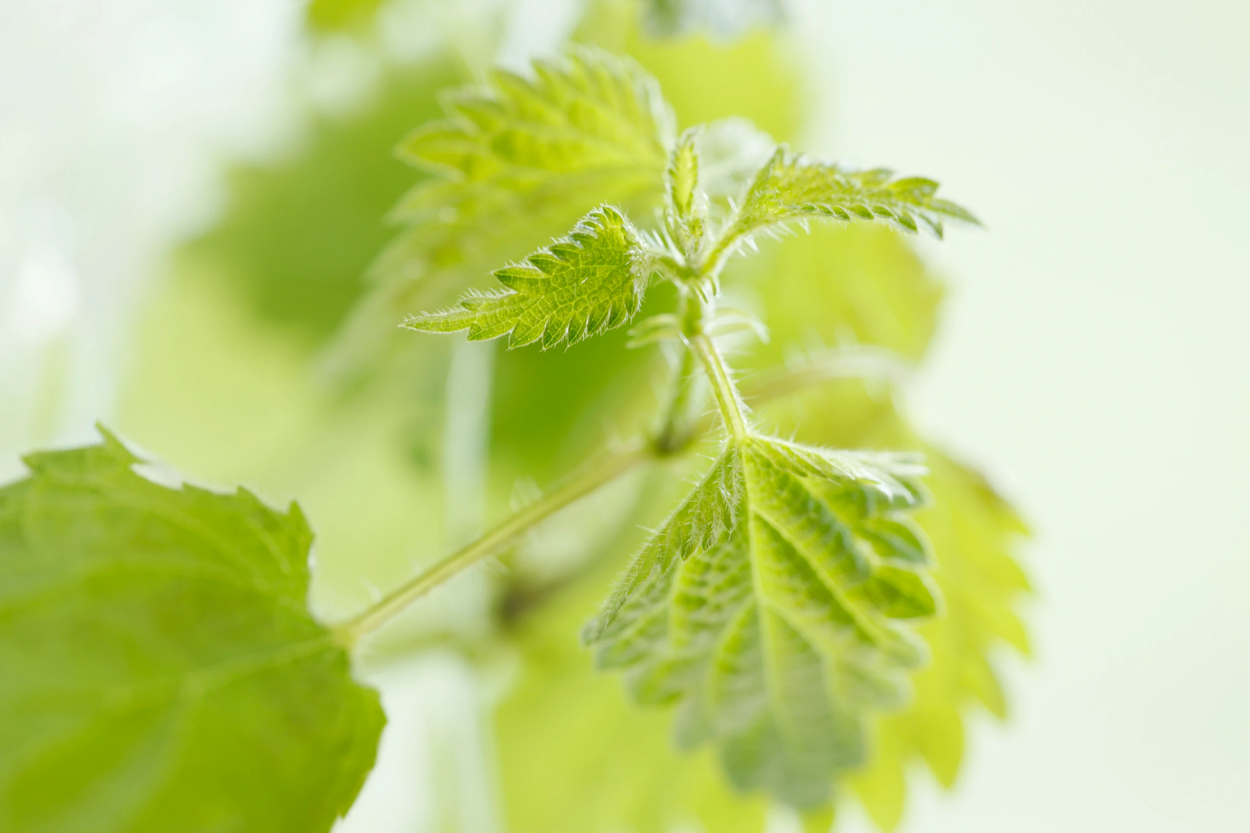 © GUSTO / Theresa Schrems Blurred image background