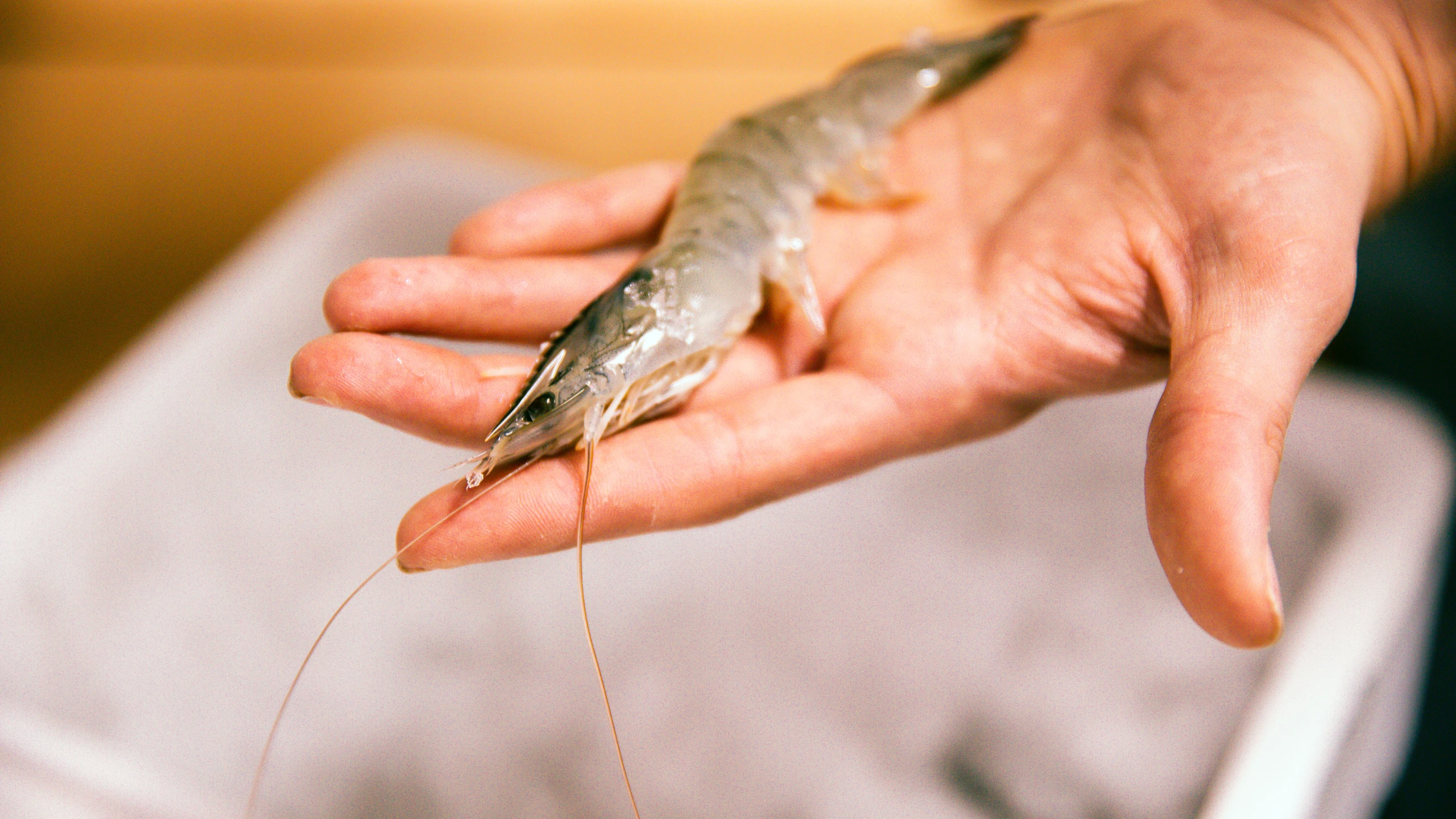 © GUSTO / Nadine Poncioni Alpengarnelen