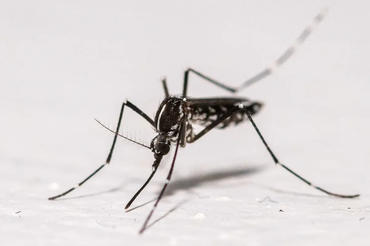 Ansteckungen mit West-Nil- oder Chikungunya-Virus möglich