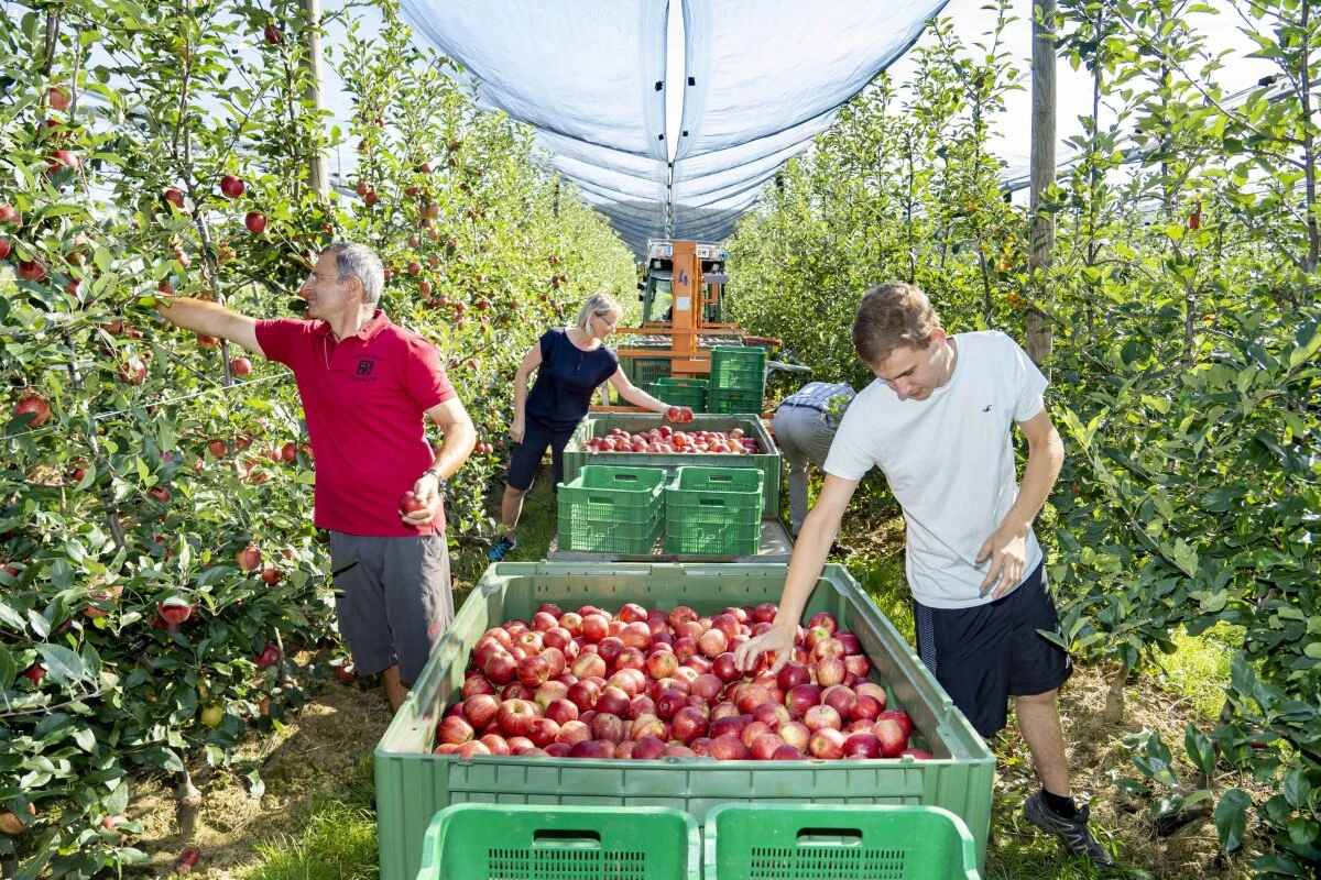 In der Steiermark wird eine gute Apfelernte erwartet