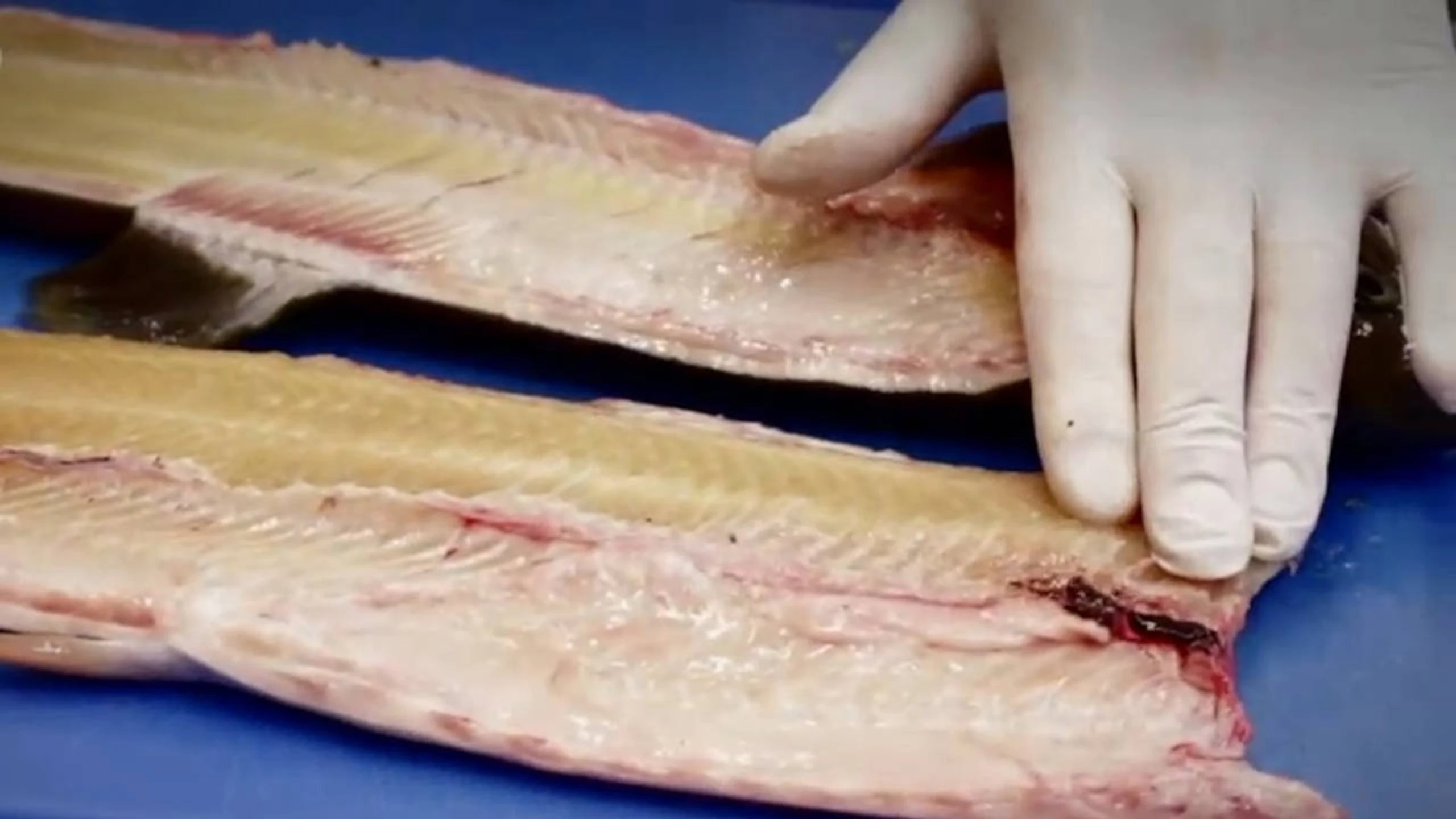 Fisch filetieren und Fischfilet vorbereiten