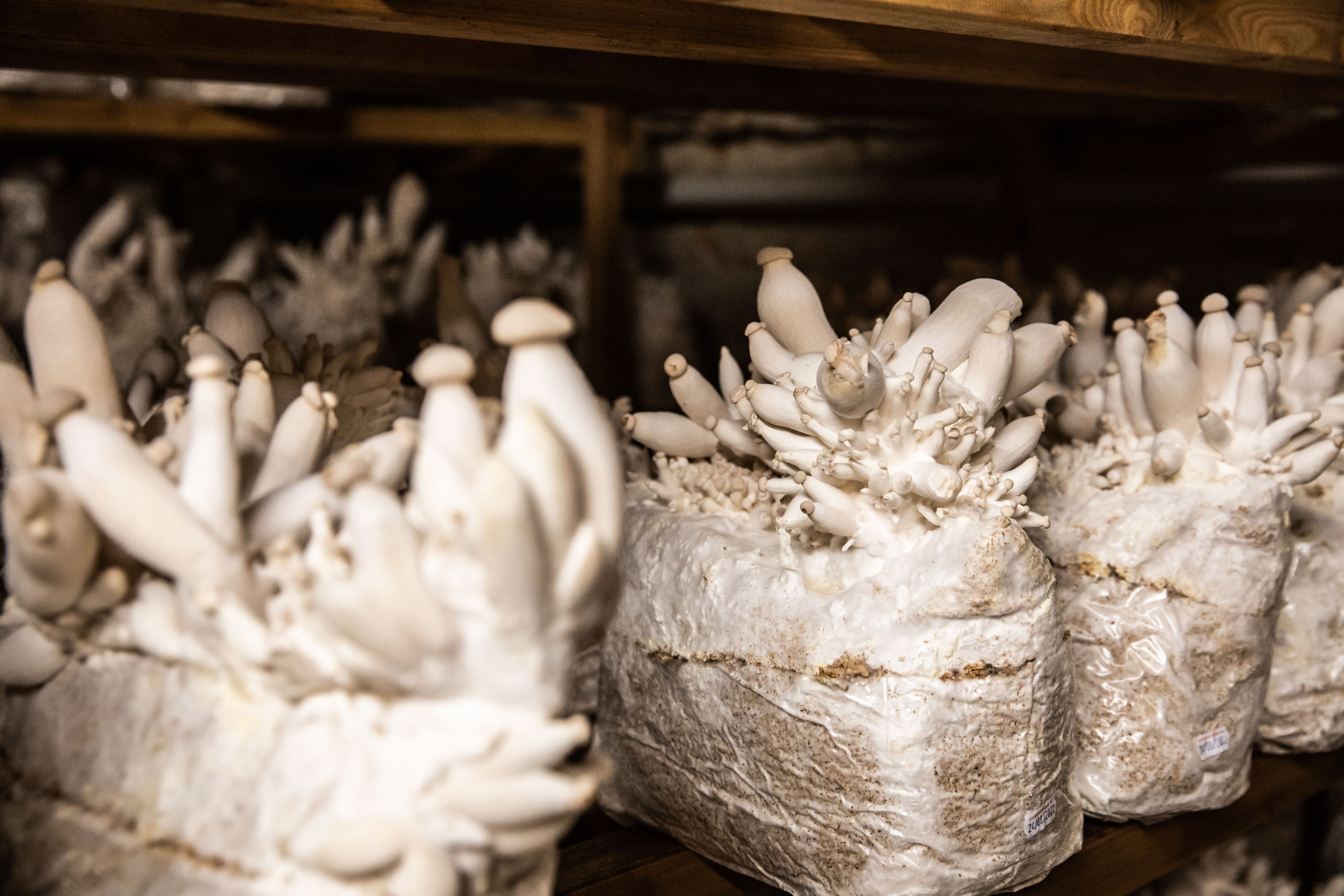 Blurred image background