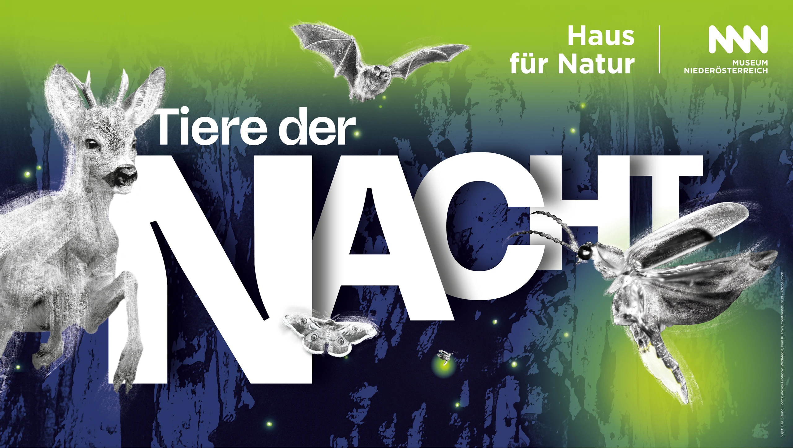Haus für Natur: „Tiere der Nacht“