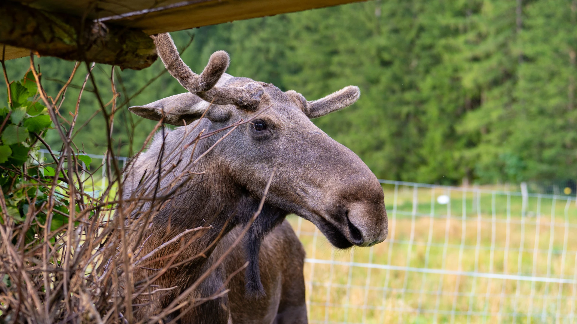 Nicht Emil, sondern Brutus: Auch die Steiermark hat ihren Elch