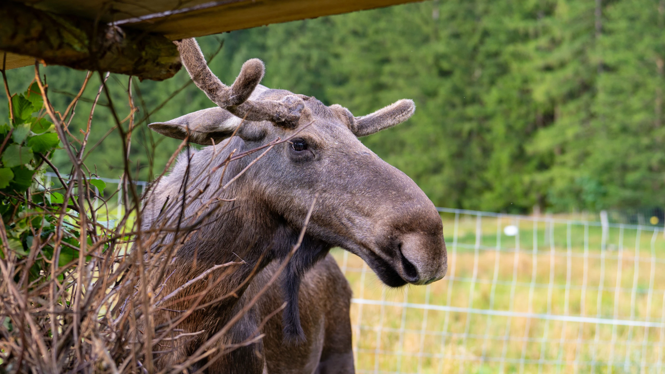 Nicht Emil, sondern Brutus: Auch die Steiermark hat ihren Elch
