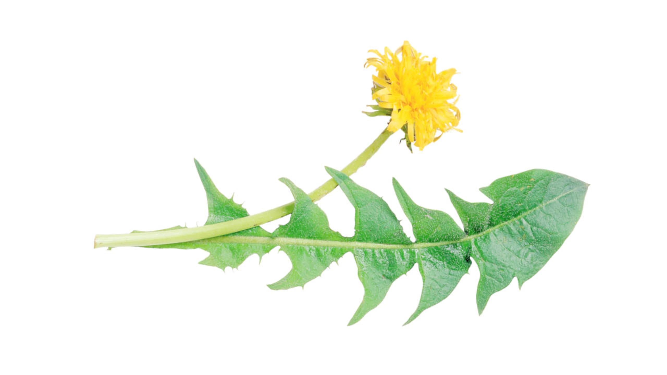 © GUSTO / Ulrike Köb Blurred image background