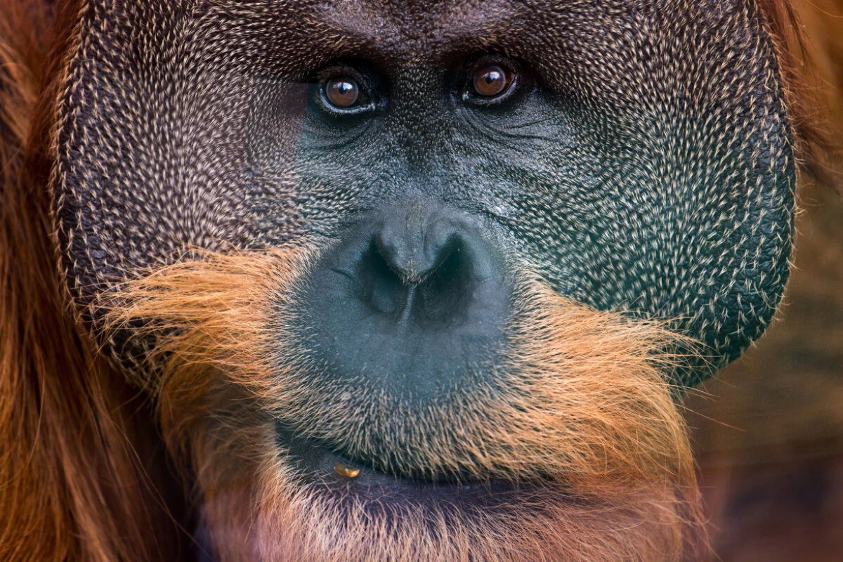 Orang-Utans legen Fett für schlechte Zeiten an