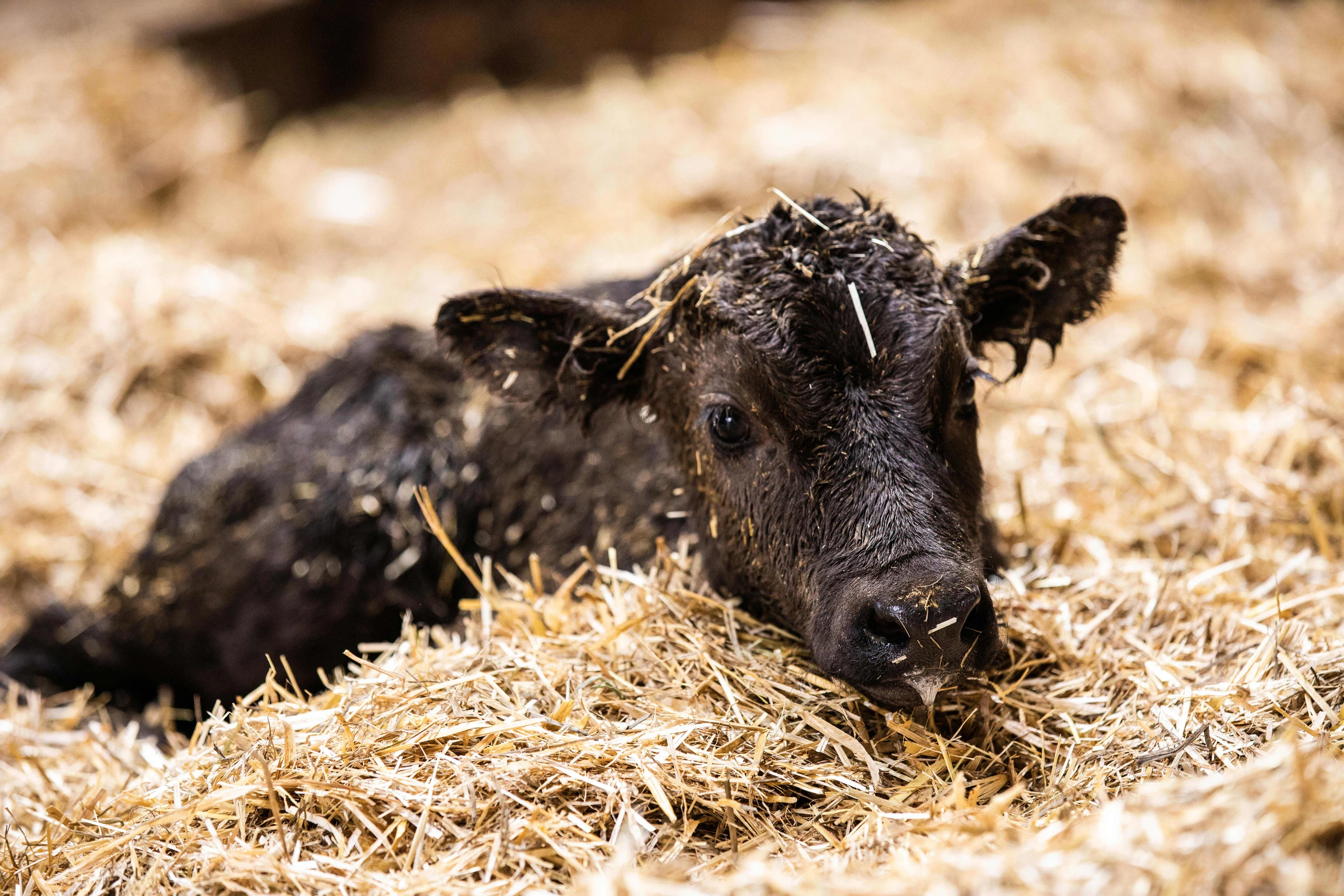 © GUSTO / Nadine Poncioni Blurred image background