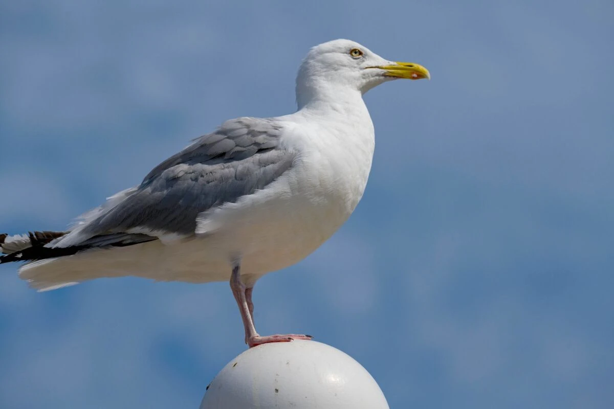 Auch im Winter fliegen viele Reisende auf Strandurlaub