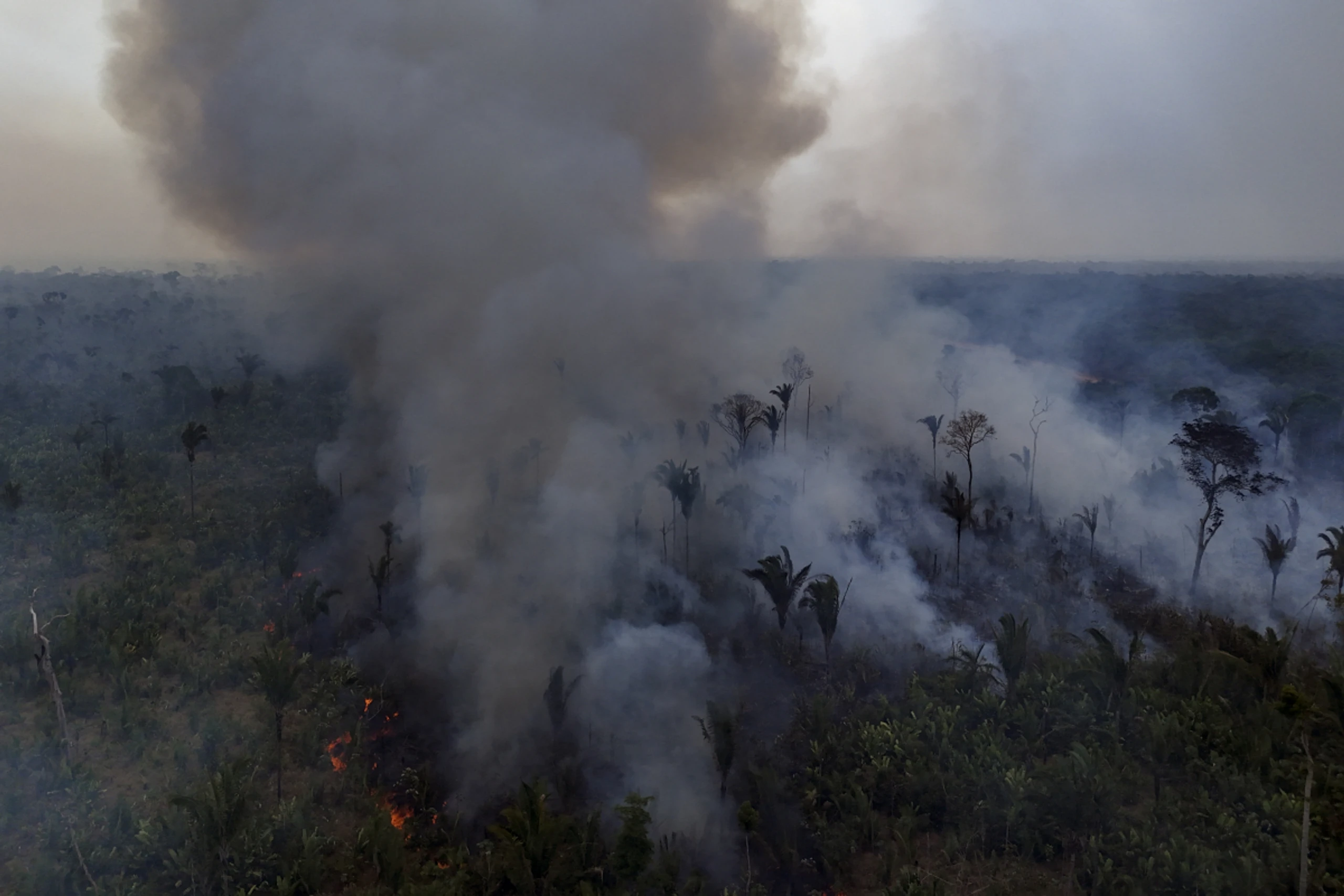 Abholzung und Brandrodung erhöhen Gesundheitsgefahren