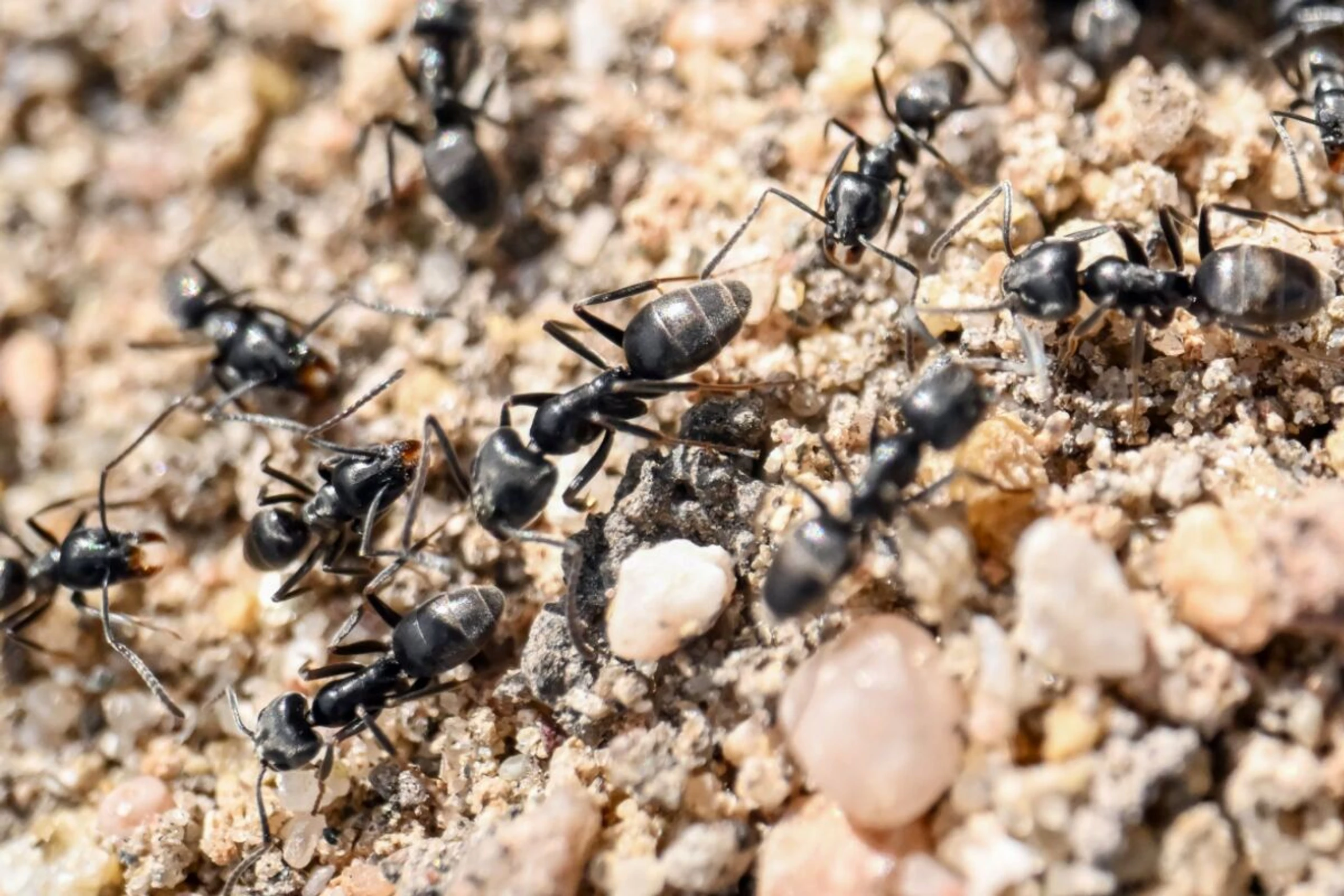 ++ ARCHIVBILD ++ Ameisen bei der Arbeit