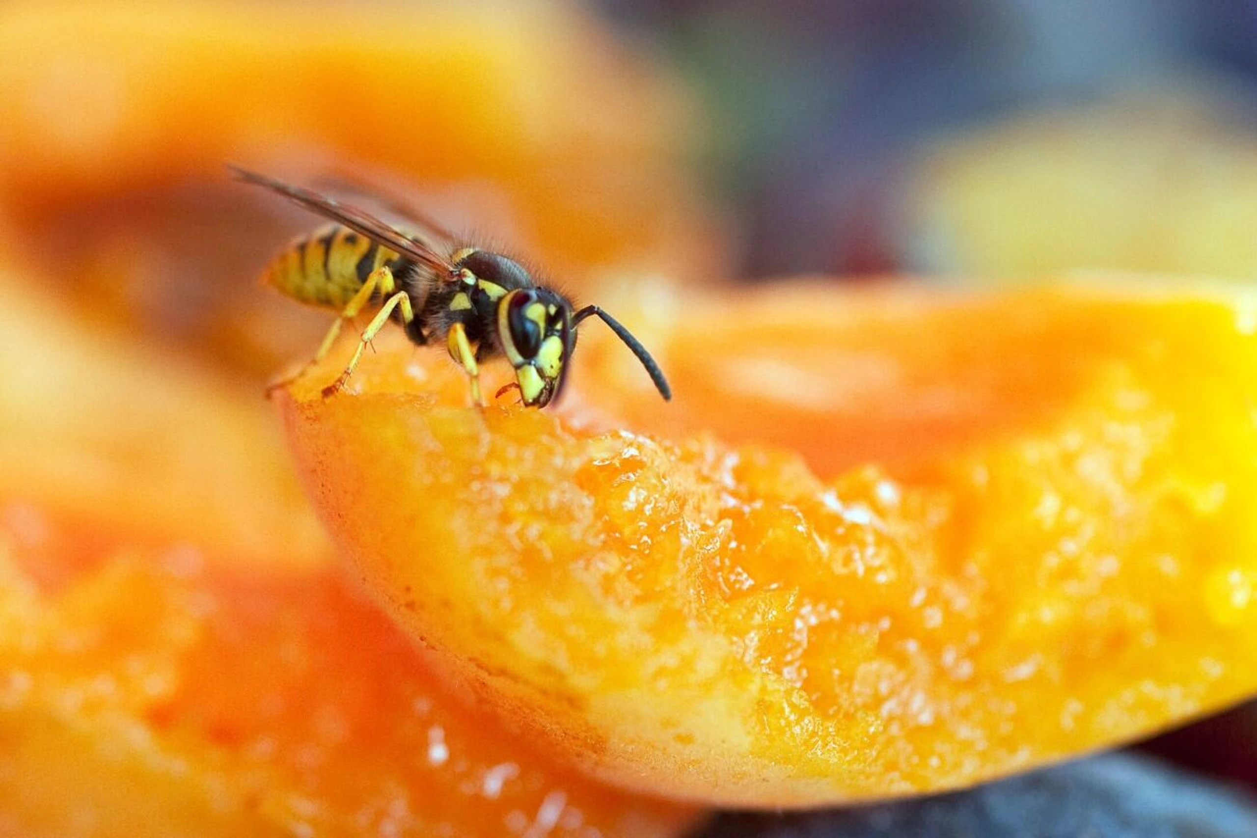 Trocken und warm ist optimal für Wespen