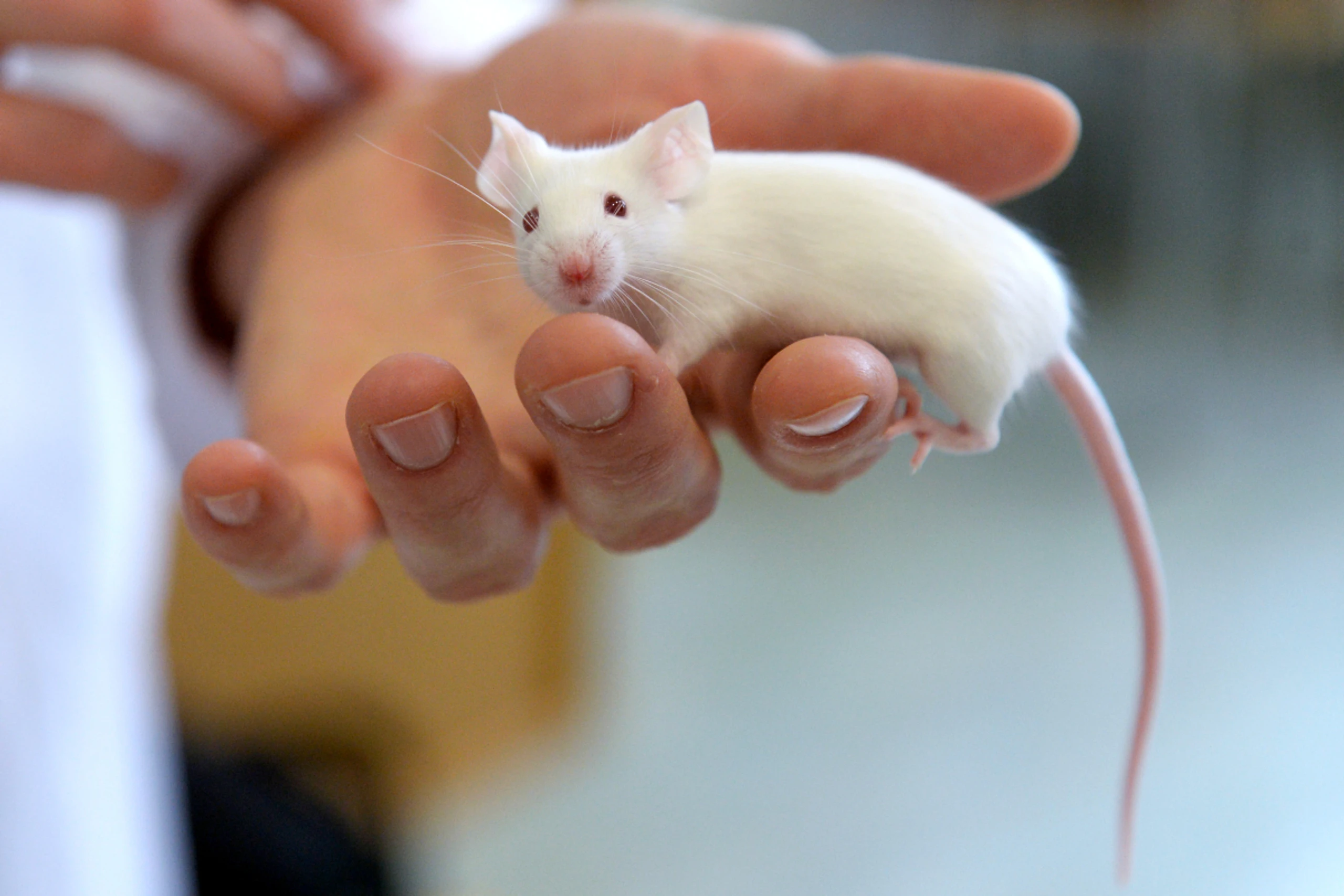 Bei Mäusen funktioniert das bereits