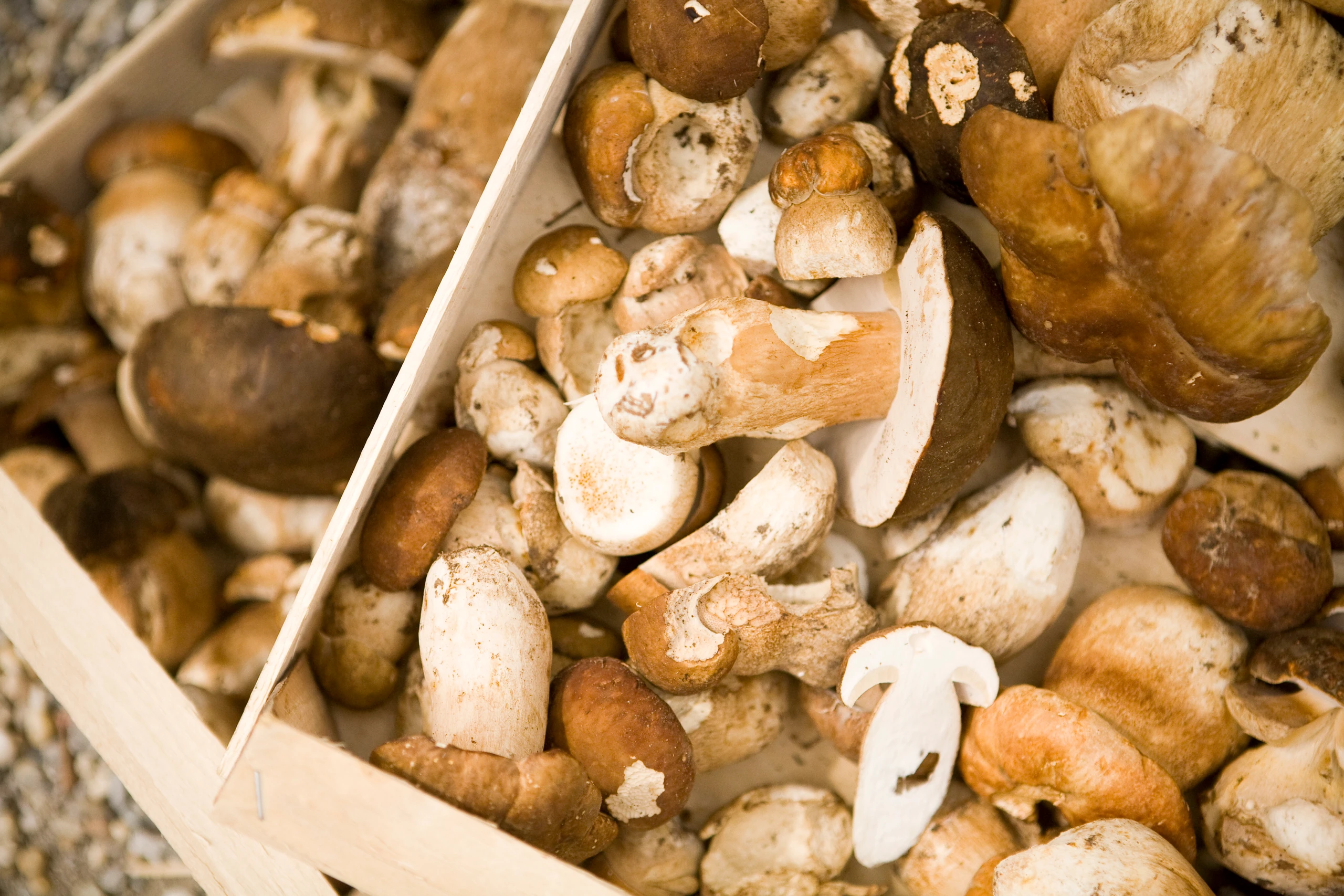 So bereiten Sie Pilze richtig vor