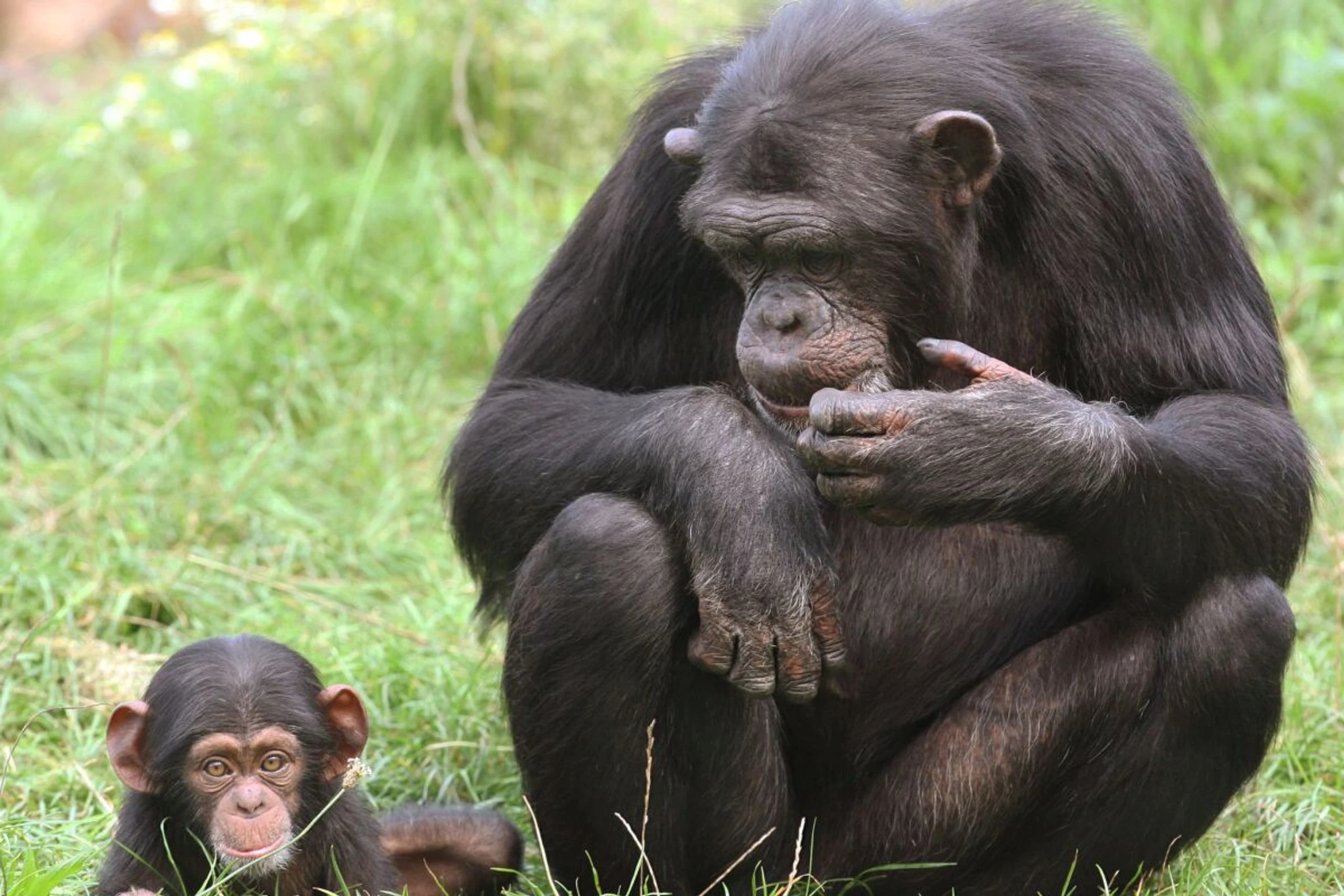 ++ ARCHIVBILD ++ Schimpansen essen gerne alkoholhältige Früchte