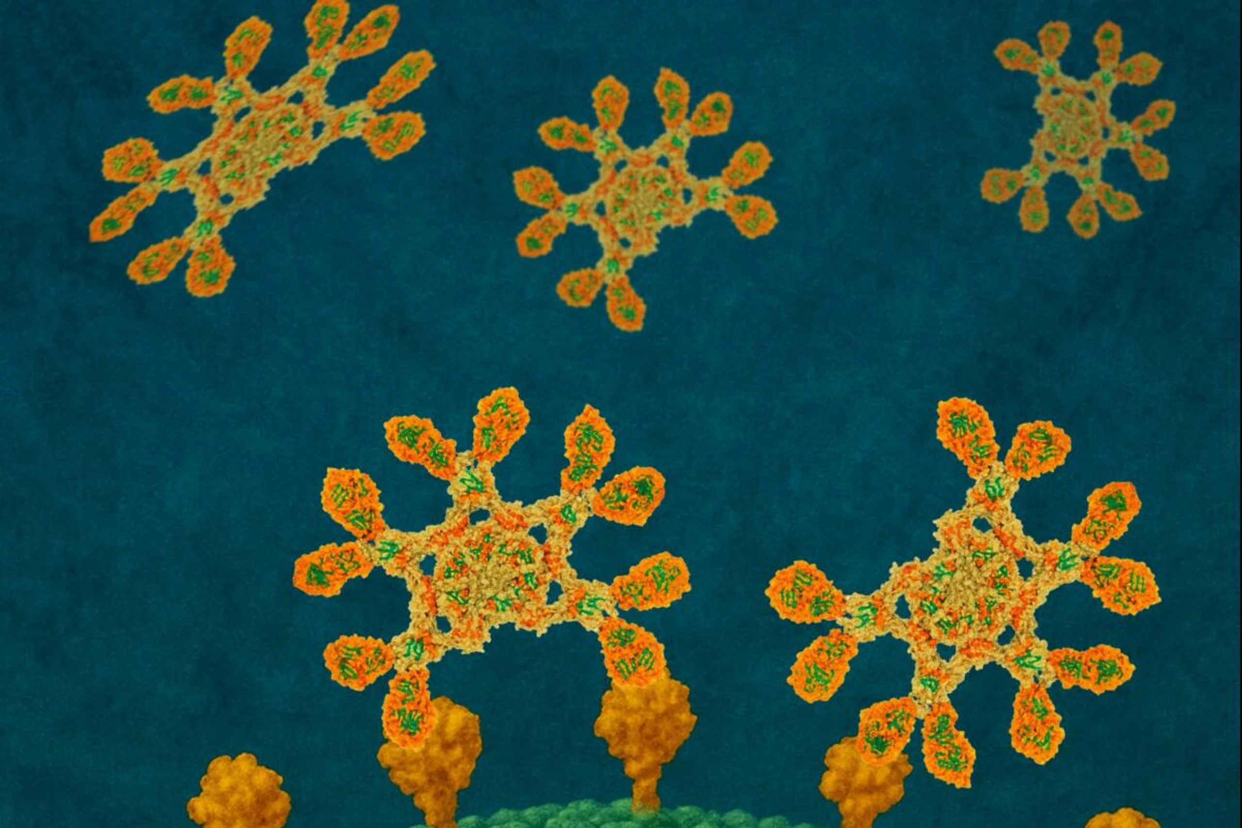 IgM Antikörper aktivieren effektiv das körpereigene Abwehrsystem