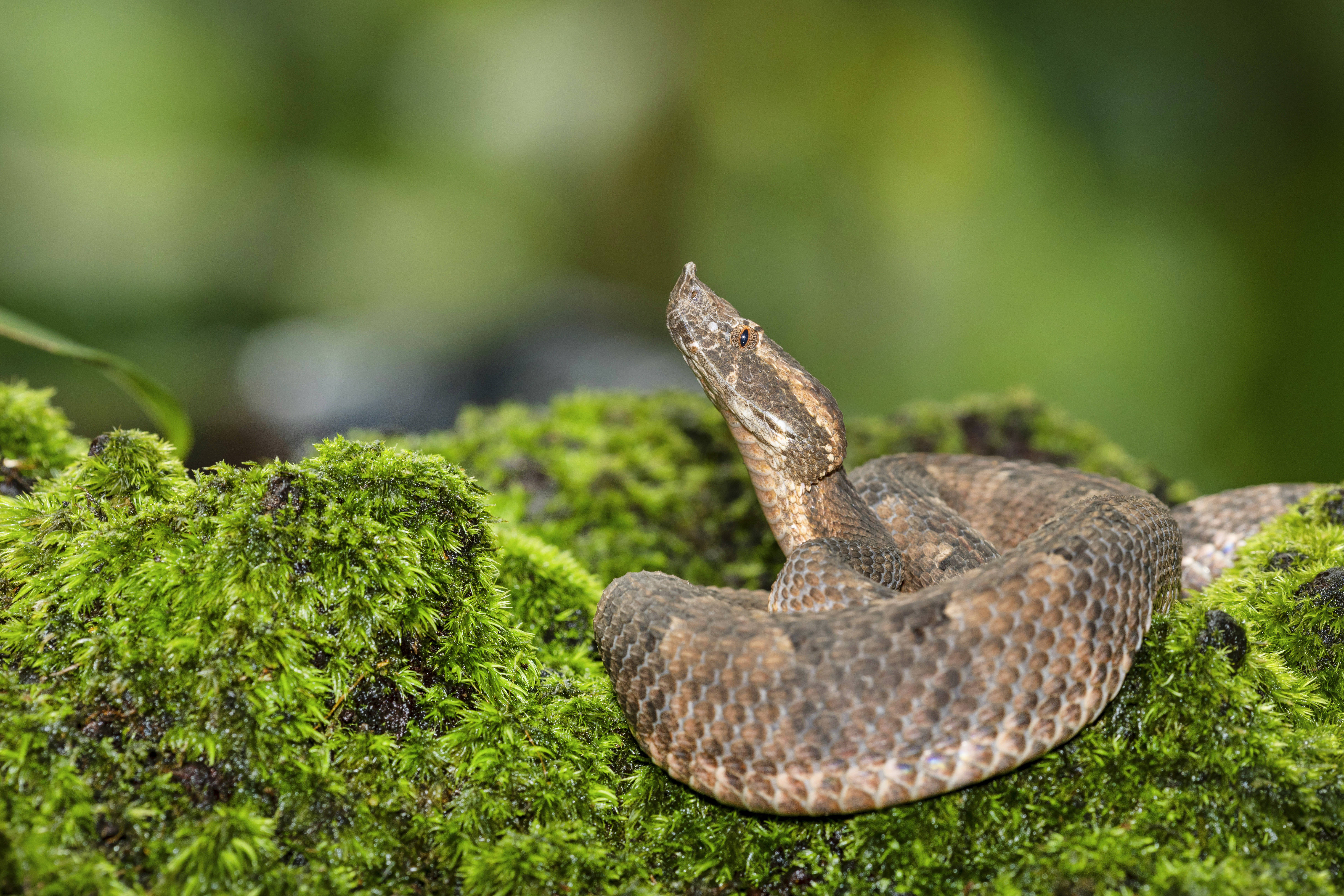 Blurred image background