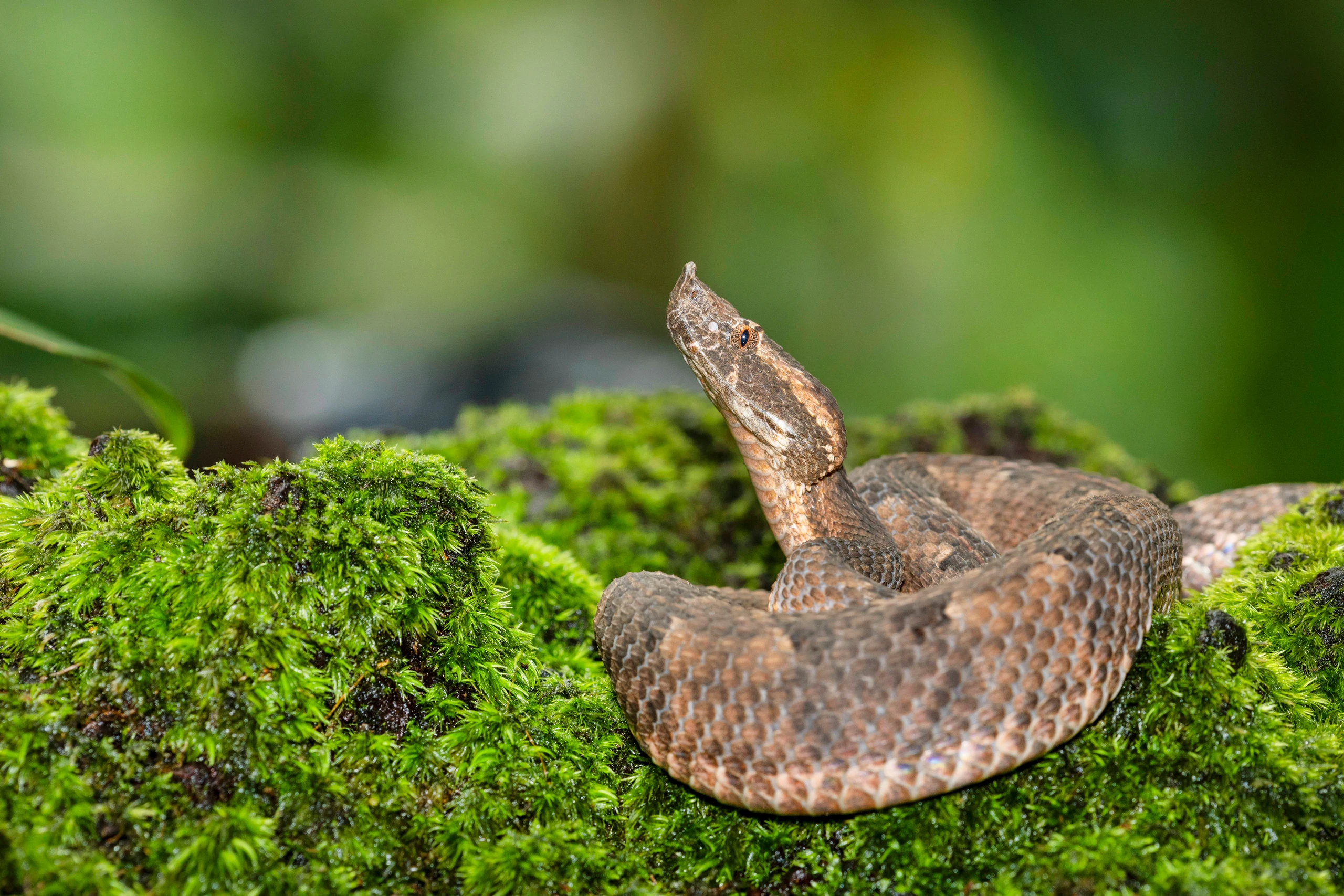 © IMAGO / blickwinkel Blurred image background