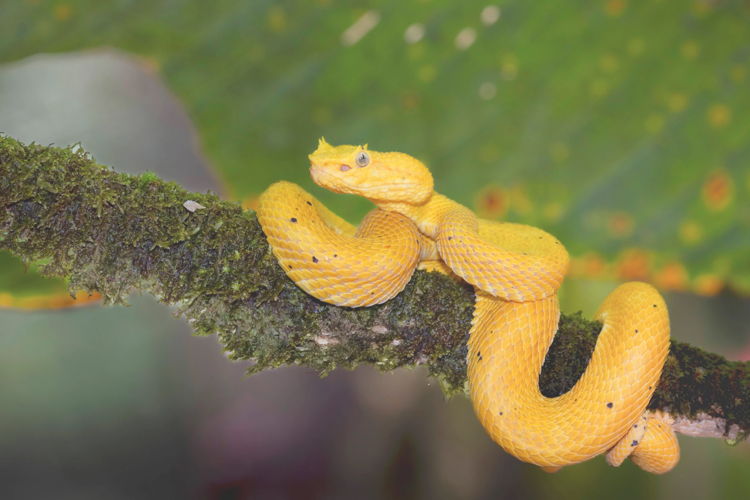 Ein Serum gegen alle Giftschlangen?